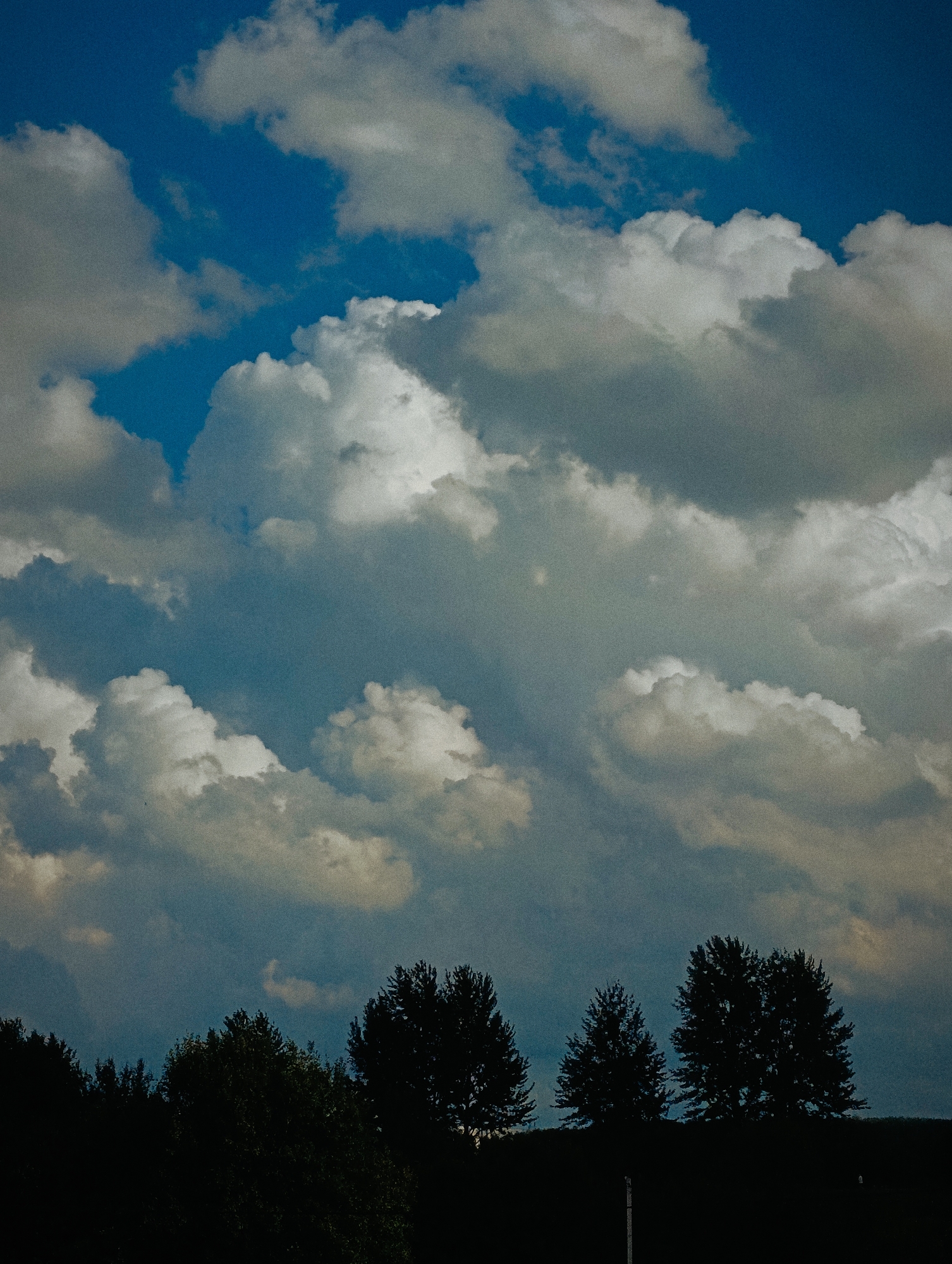 A landscape image captured from a low angle depicts a silhouette of trees against a dramatic sky filled with cumulus clouds. The sky is a deep blue with large, puffy white clouds interspersed with darker, grayer ones, suggesting potential storm activity. The trees, rendered in dark silhouette, form a dense line along the horizon, with several distinct, larger trees standing out among them. The ground beneath the trees is also dark and indistinct. A thin, vertical white post or pole is visible in the lower right portion of the image, rising from the dark ground. The overall mood is somber and dramatic due to the contrasting light and the brooding clouds. The location is unknown.