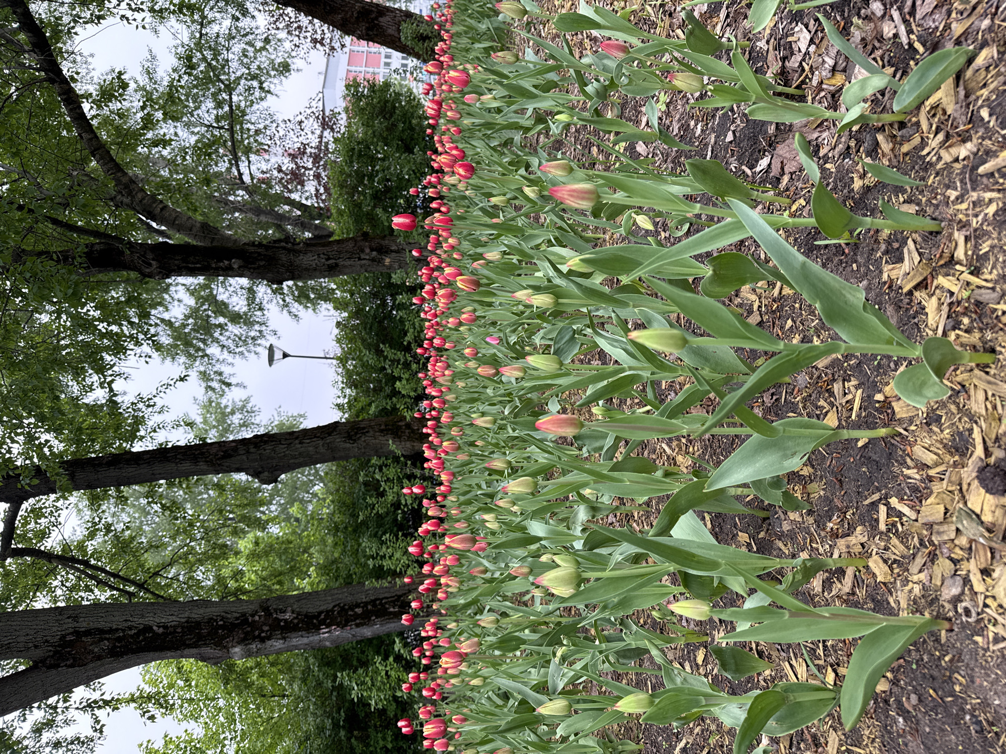 A slightly canted medium shot shows a row of tulips in a flower bed in Moscow, Russia. The tulips are mostly red with some pink buds, and they are arranged in a neat row. The ground is covered with mulch. To the left of the flowers, there are several trees with green leaves. The sky is overcast. In the background, there is a street lamp and a building.