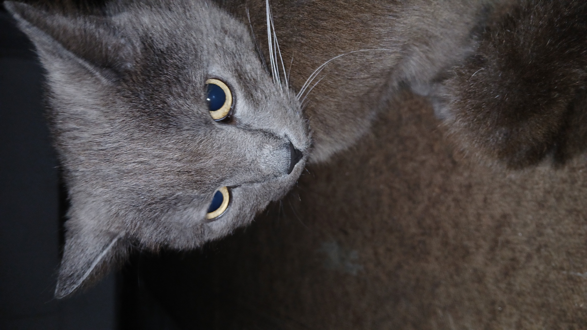A close-up, high-angle shot features a grey domestic cat with striking yellow-amber eyes and dark blue pupils. The cat's head is tilted slightly to the right, and it looks directly towards the viewer with an attentive expression. Its short, dense grey fur is clearly visible, along with its prominent, white whiskers. The cat's nose is dark and slightly triangular. The background consists of a soft, textured, dark brown material, possibly a blanket or cushion, which contrasts subtly with the cat's lighter grey coat. The lighting appears subdued, enhancing the intensity of the cat's eyes and the texture of its fur. No specific activity is depicted beyond the cat observing its surroundings. The scene suggests an indoor setting. There is no visible text.