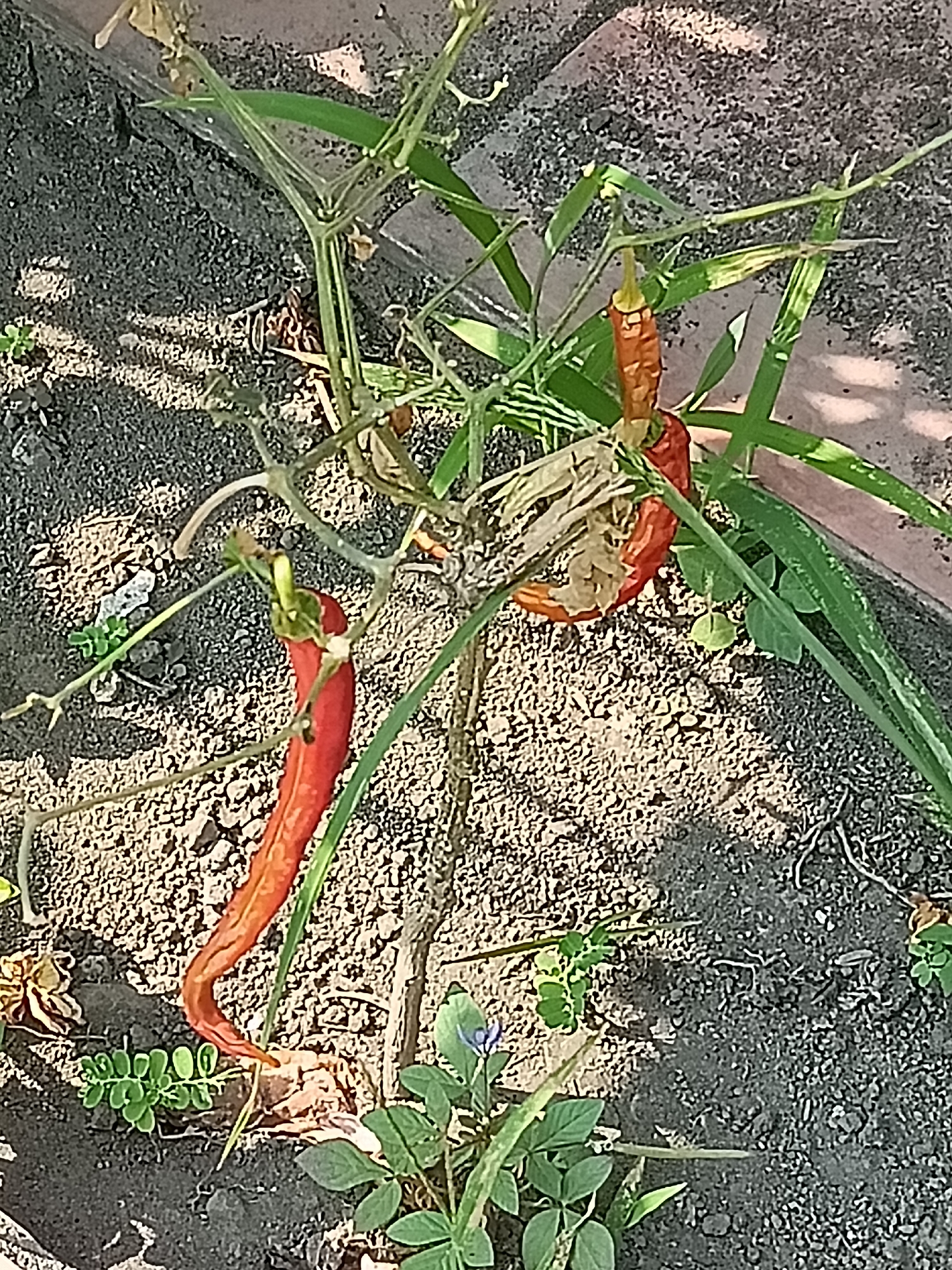 A close-up shot captures a cluster of drying chili peppers on a plant, their red skins shriveling and some showing signs of decay. The peppers hang from thin, brittle stems amidst dry foliage and thin, green grass. The background consists of dark, textured soil and what appears to be a concrete or stone border, possibly in a garden or planter. The lighting suggests a sunny outdoor environment. No people or animals are present. The scene is located in Kediri City, Indonesia.