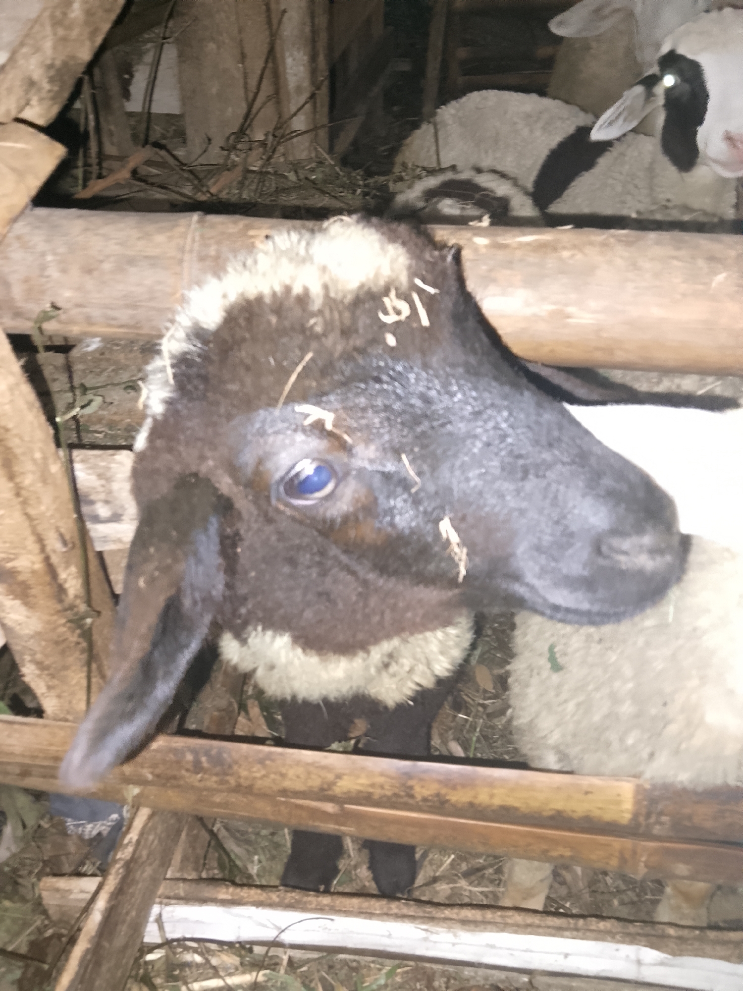 In Betonan, Indonesia, a close-up shot captures the head of a sheep in a wooden enclosure. The sheep has dark brown fur around its head and neck, with white fur on its forehead and chest. Its large blue eye is prominent, and one of its ears hangs down. The enclosure appears to be constructed from rough wooden planks and bamboo poles, with dried leaves and twigs scattered on the ground. In the background, another sheep with black and white markings can be seen lying down. The lighting is dim, suggesting the image was taken at night or in a poorly lit area.