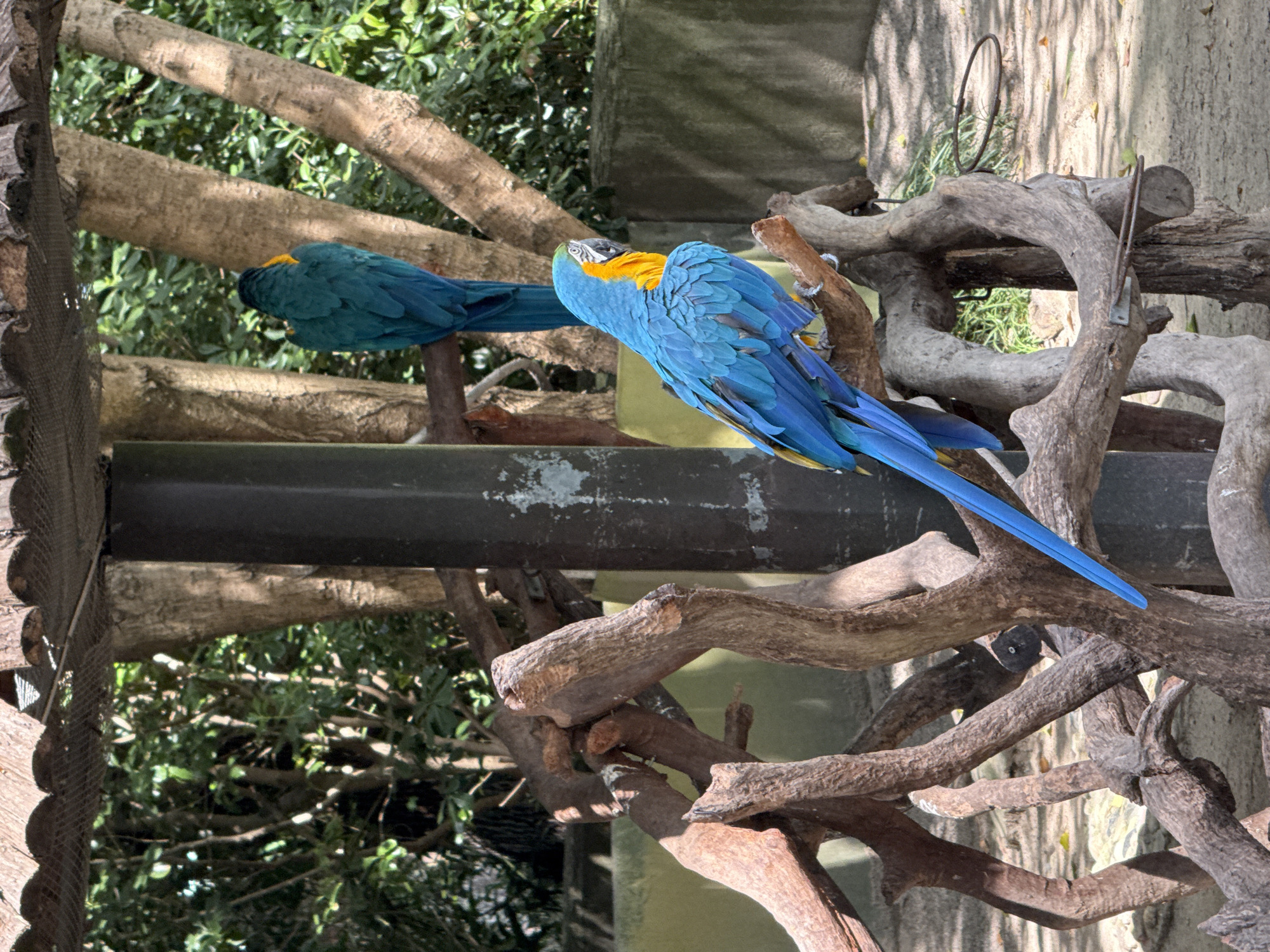Two blue-and-gold macaws are perched on branches in an outdoor aviary. The macaw in the foreground is facing to the right, with its head turned slightly toward the viewer. Its body is primarily blue, with yellow on its chest and neck. The second macaw, in the background, is facing away from the viewer and is mostly blue with some yellow on its head. The birds are in an area with trees, branches, and a wooden roof structure overhead. The ground appears to be dirt and sand, with some fallen leaves. The aviary is located in the city of Pudong, China.