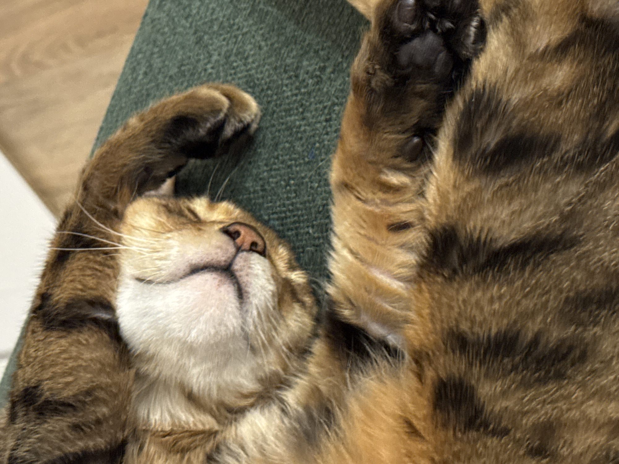 A close-up, high-angle shot captures a domestic cat deeply relaxed or asleep. The cat is a tabby or tortie, characterized by its mottled fur with shades of brown, black, and lighter tan, and patches of white fur on its chin and chest. Its head is tilted back, revealing a soft pink nose, closed eyes, and several prominent white whiskers. The cat's mouth is slightly open, conveying a serene and peaceful expression.
One front paw is curled near its head, while another, possibly a hind leg or another front paw, is stretched upwards, prominently displaying its dark, fleshy paw pads against its patterned fur. The cat is resting comfortably on a textured, dark green fabric, which appears to be a blanket, cushion, or part of an upholstered surface. In the upper left corner of the frame, a light-colored wooden surface is visible, suggesting an indoor setting, possibly flooring or furniture. The image evokes a sense of calm and contentment. There is no visible text.