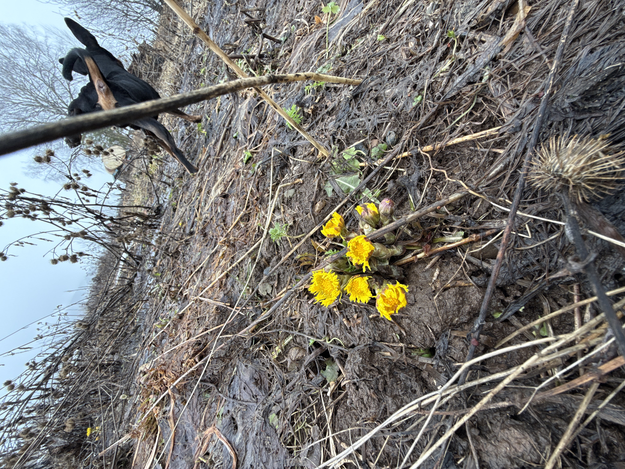 The image depicts a patch of muddy ground with several yellow flowers blooming in the center. Dry twigs and dead vegetation litter the area. To the left, a black dog stands on a branch, partially obscured by twigs. In the background, a row of withered plants with thorny seed heads is visible against a pale sky. The image was taken in Nizhnyaya Chermoda, Russia.