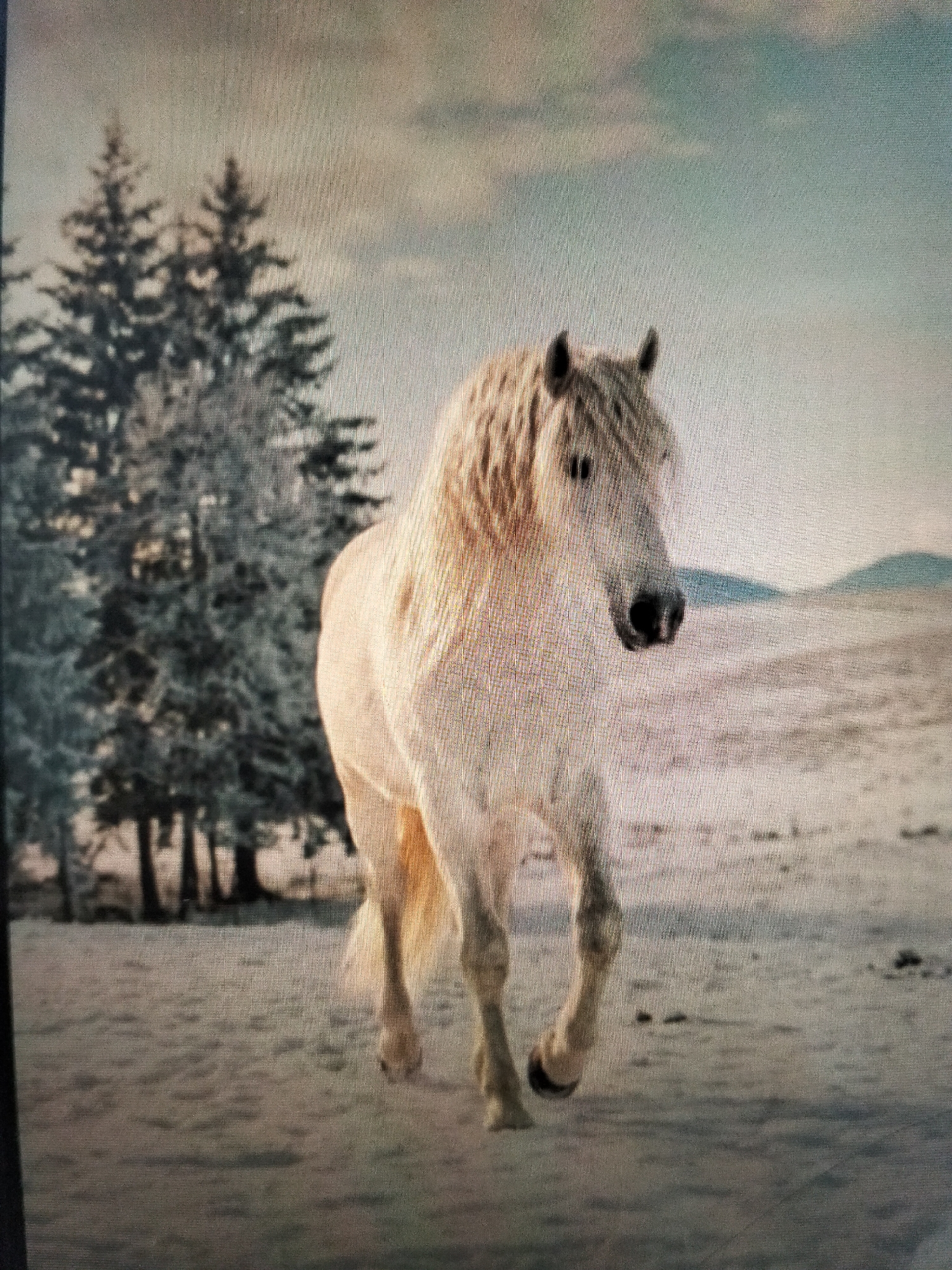 A light-colored horse walks across a snow-covered field. The horse is facing the viewer and its mouth is slightly open. Behind the horse, there are several snow-covered pine trees. The sky is a pale blue with some clouds. The ground appears to be flat and open, with some sparse vegetation poking through the snow in the distance. The overall scene suggests a cold, winter environment. There is no indication of the city of Payagaboh, Indonesia in this image.