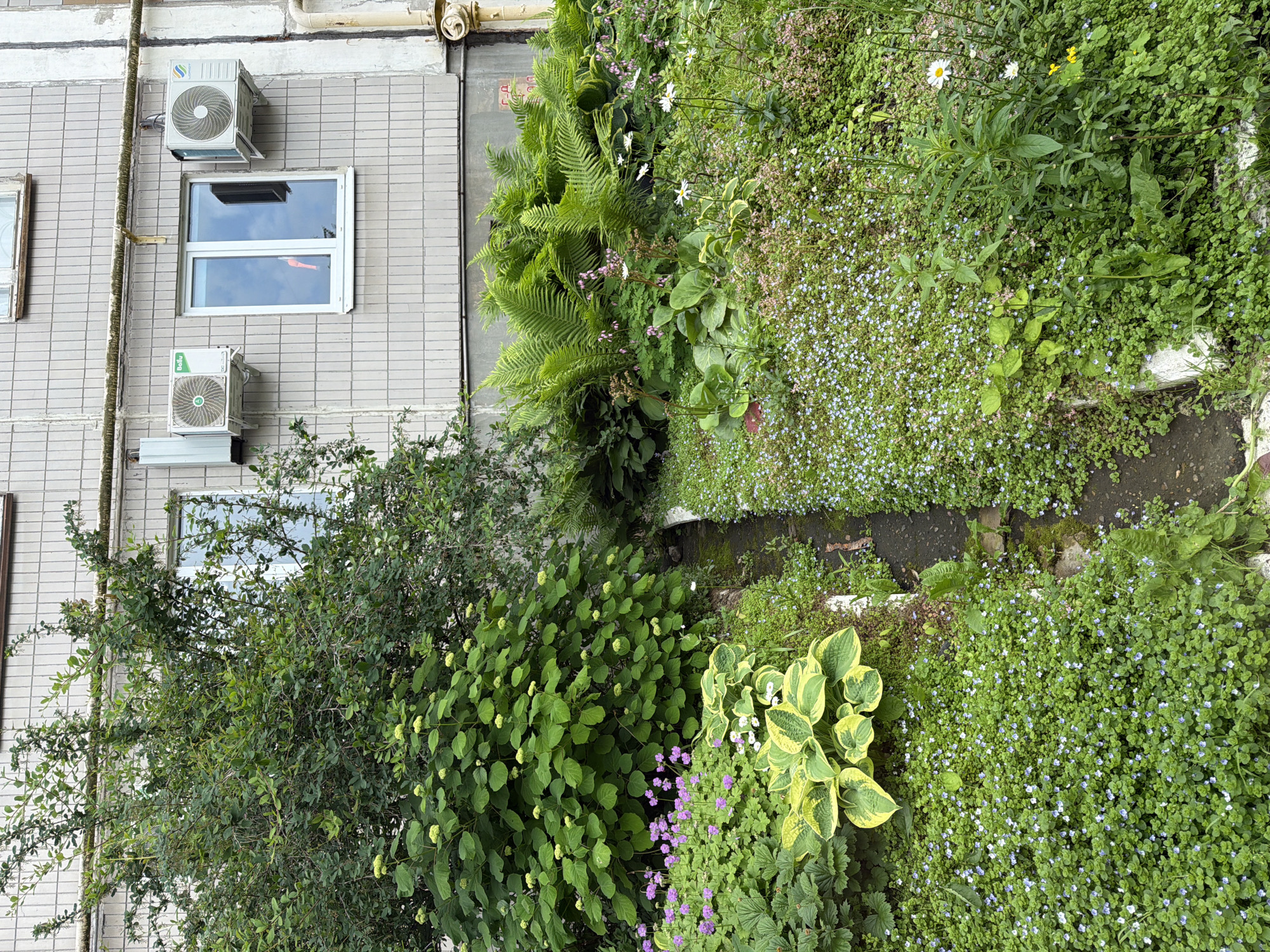 The image depicts a lush, green garden in front of a residential building, likely an apartment complex, in Izhevsk, Russia. The garden is filled with a variety of plants, including ferns, hostas, and small flowering plants, creating a dense and verdant landscape. A narrow, dark path or channel runs through the middle of the garden, bordered by mossy stones. In the background, the building's exterior is visible, characterized by light-colored tiled walls and several windows. Two air conditioning units are mounted on the wall of the building, one on each side of a central window. The overall scene suggests a well-maintained communal garden area outside a dwelling in Izhevsk. There are no people visible in the image.