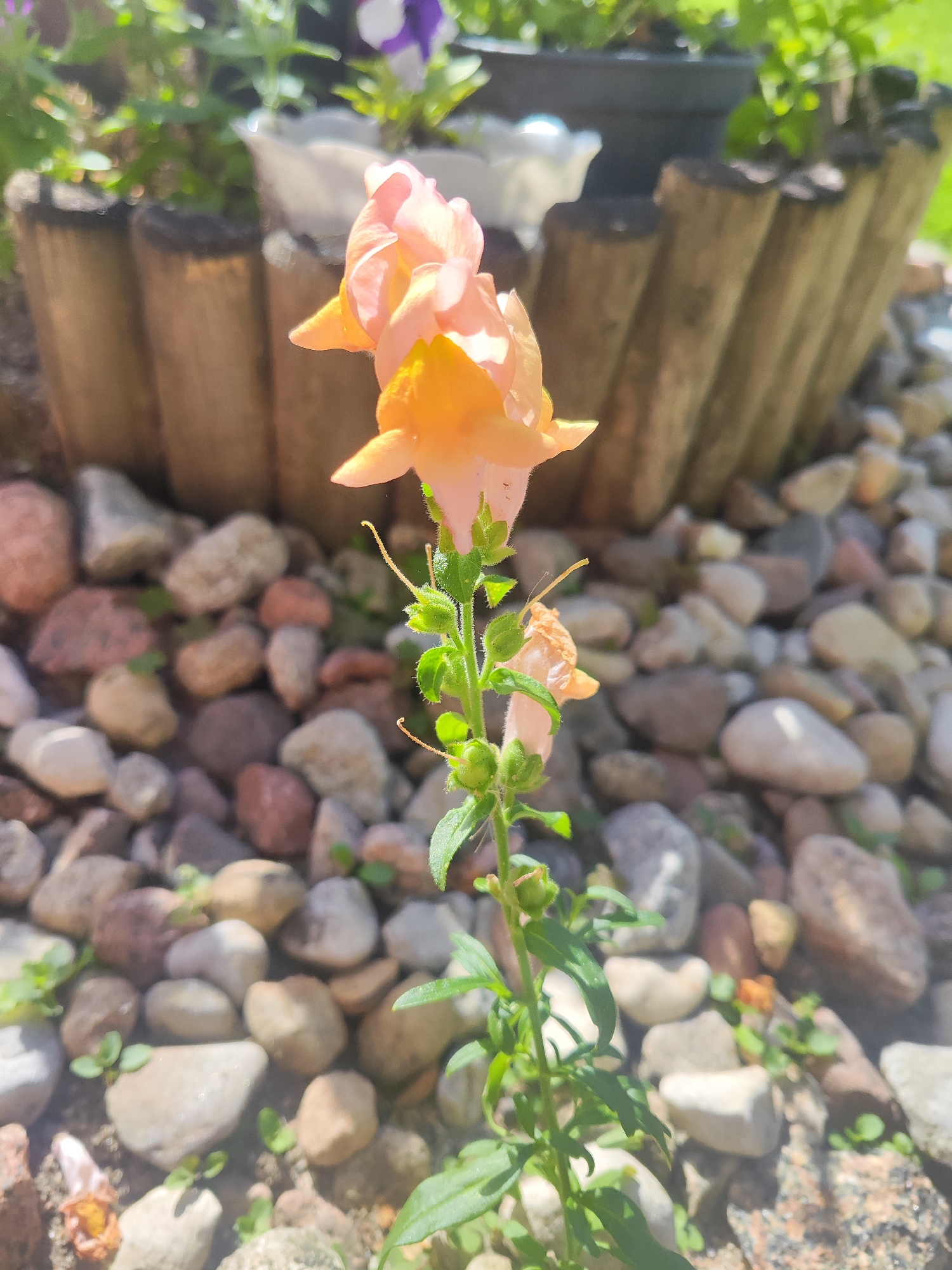 The image is a close-up, eye-level outdoor shot of a peach-colored snapdragon flower in bloom, set against a backdrop of smooth, varied-colored river stones. The snapdragon, located centrally in the frame, displays two prominent blossoms and a stalk with developing buds and green leaves. The background features a wooden planter, out of focus, and hints of other greenery and flowers, including what appears to be a purple pansy in a pot behind the snapdragon. The lighting suggests a sunny day, casting subtle shadows on the stones. The overall scene evokes a garden setting. This photograph was taken in Gvardeysk, Russia.