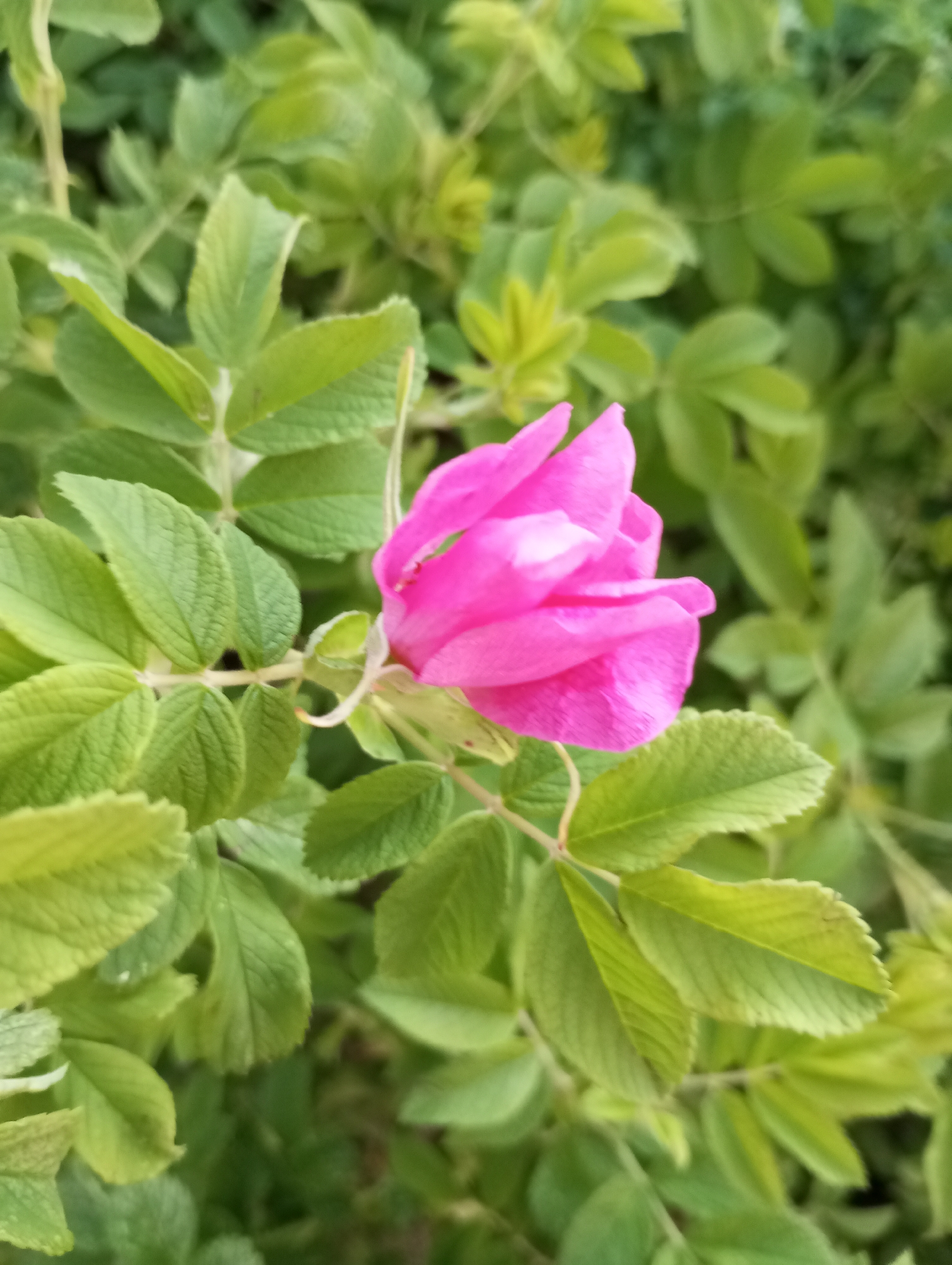 A close-up photograph shows a pink rose in partial bloom surrounded by green leaves. The rose appears to be on a rose bush. The leaves are a textured green. The image is set outdoors. There is no additional information provided to confirm that the location is in Izhevsk, Russia.