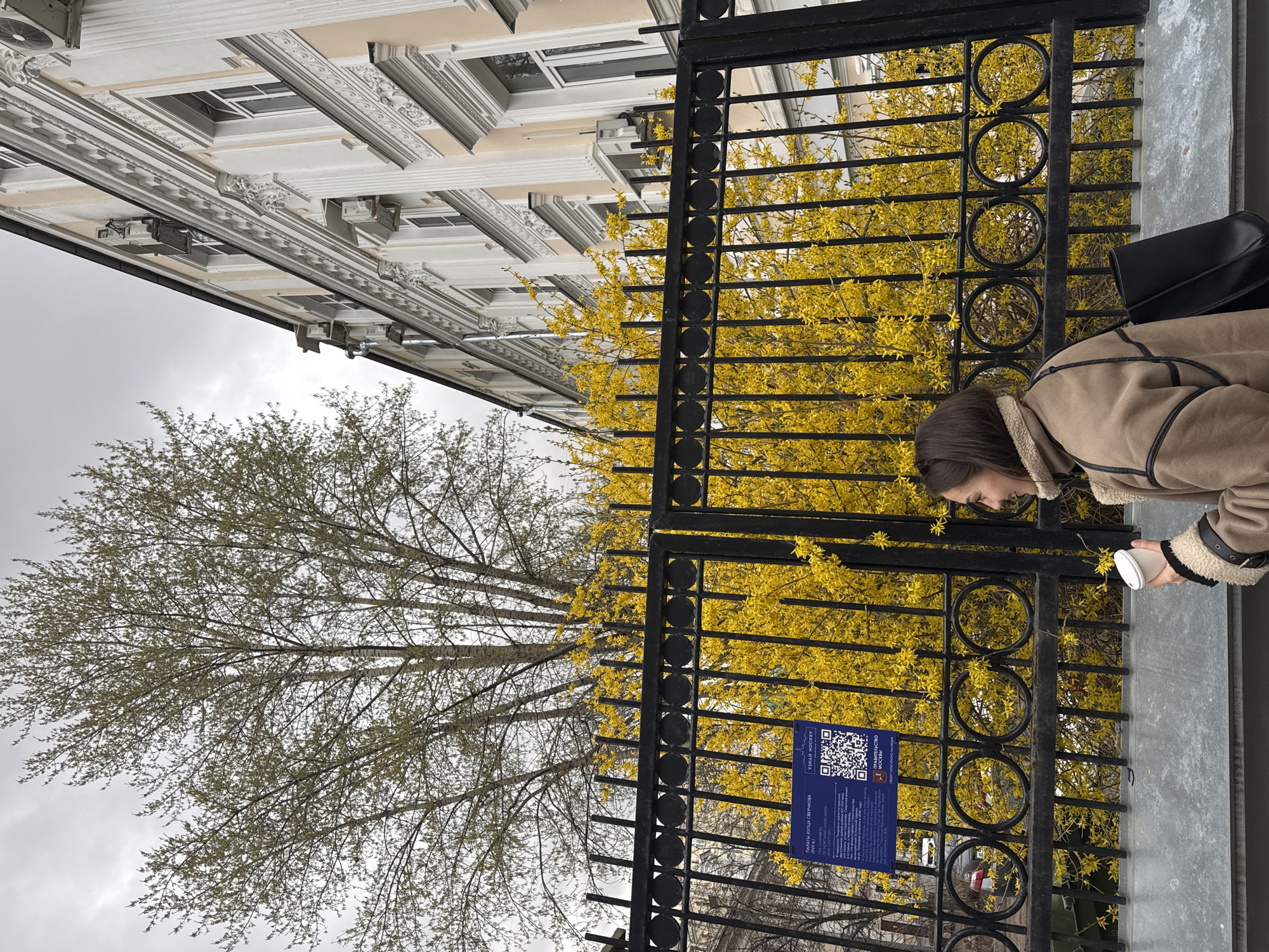 The image shows a woman holding a white cup near a black metal fence. Behind the fence, there is a bush with yellow flowers and a tall tree with bare branches against a cloudy sky. To the upper left, there is a building with ornate architectural details. A sign with a QR code and Russian text is attached to the fence. The location appears to be in Moscow, Russia, based on the Cyrillic script on the sign.