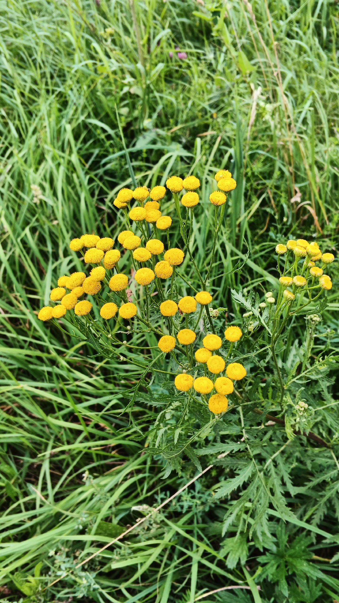 A cluster of bright yellow, button-like flowers, likely Tansy, are in focus in the foreground of the image. The flowers are small and spherical, with many tiny florets forming each head. They are supported by thin green stems and are surrounded by vibrant green foliage, some of which appears feathery and lobed. The background is filled with tall, lush green grass, creating a natural, somewhat wild setting. The overall impression is of a vibrant patch of wildflowers growing in an outdoor environment, potentially in a meadow or field. The image was taken in Podgornoye, Russia.