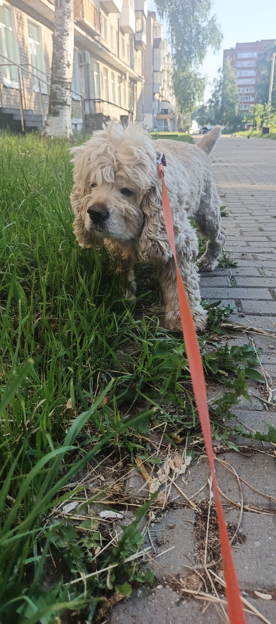 A light-colored dog with curly fur and a reddish leash stands on a paved sidewalk next to a patch of green grass. The dog is looking down and to its left. In the background, a multi-story brick building with balconies is visible, along with trees and a blue sky. The sidewalk appears to be made of gray rectangular pavers. The scene is likely located in an urban area in Chaikovsky, Russia.