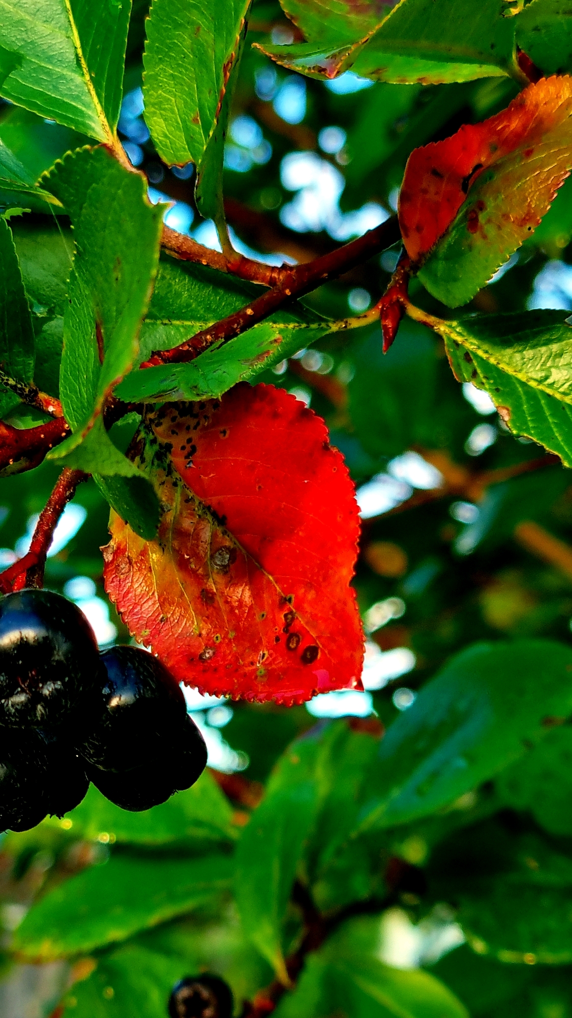 A close-up, vertical shot focuses on a branch of a plant bearing dark berries and leaves. A single bright red leaf, mottled with brown spots and some water droplets, is prominently featured in the center of the frame. To the left, two dark, oval-shaped berries are visible. The background consists of out-of-focus green leaves and bright, bokeh-like circles of light, suggesting a natural outdoor setting. The image does not provide any information about a location in Vysokoe, Russia.