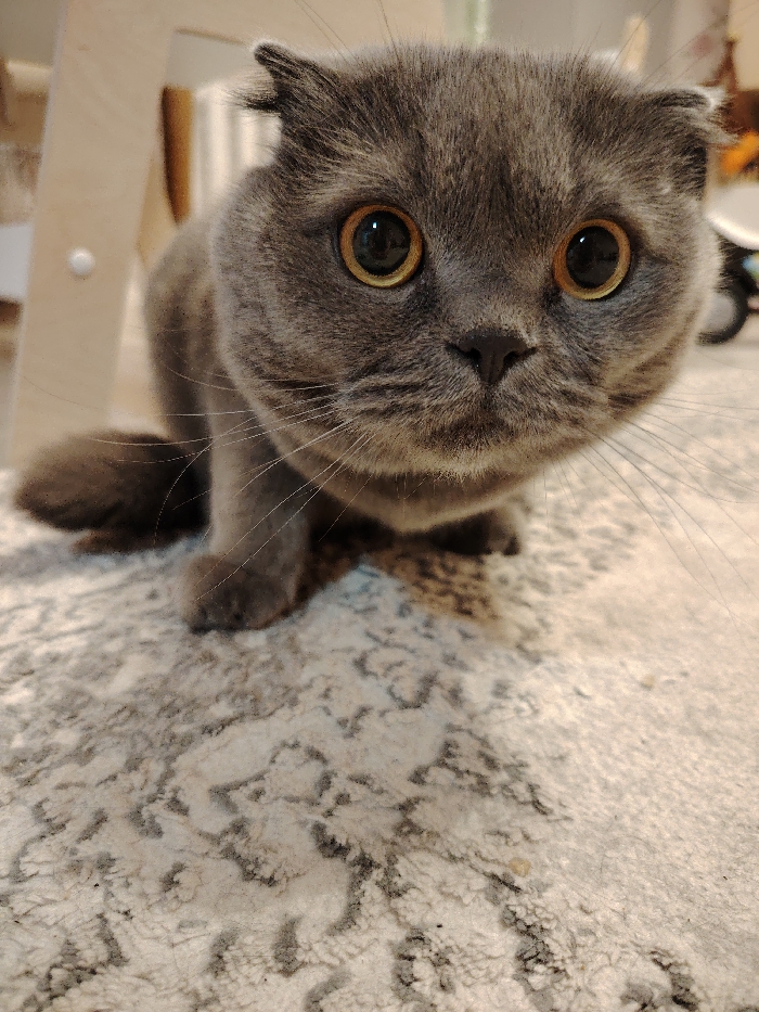 An indoor, low-angle photograph taken in the city of Марковский, Russia, displays a gray-blue Scottish Fold cat. The animal is positioned centrally on a light-colored carpet with abstract grey patterning. Its large, round, amber-colored eyes with dilated pupils are fixed directly forward towards the camera. The cat's folded ears are visible, and its whiskers extend outwards. Its front paws are resting on the carpet, with a portion of its tail visible to the left. The background is out of focus, revealing light-colored wooden furniture to the left and a white object to the right, indicative of a domestic setting.