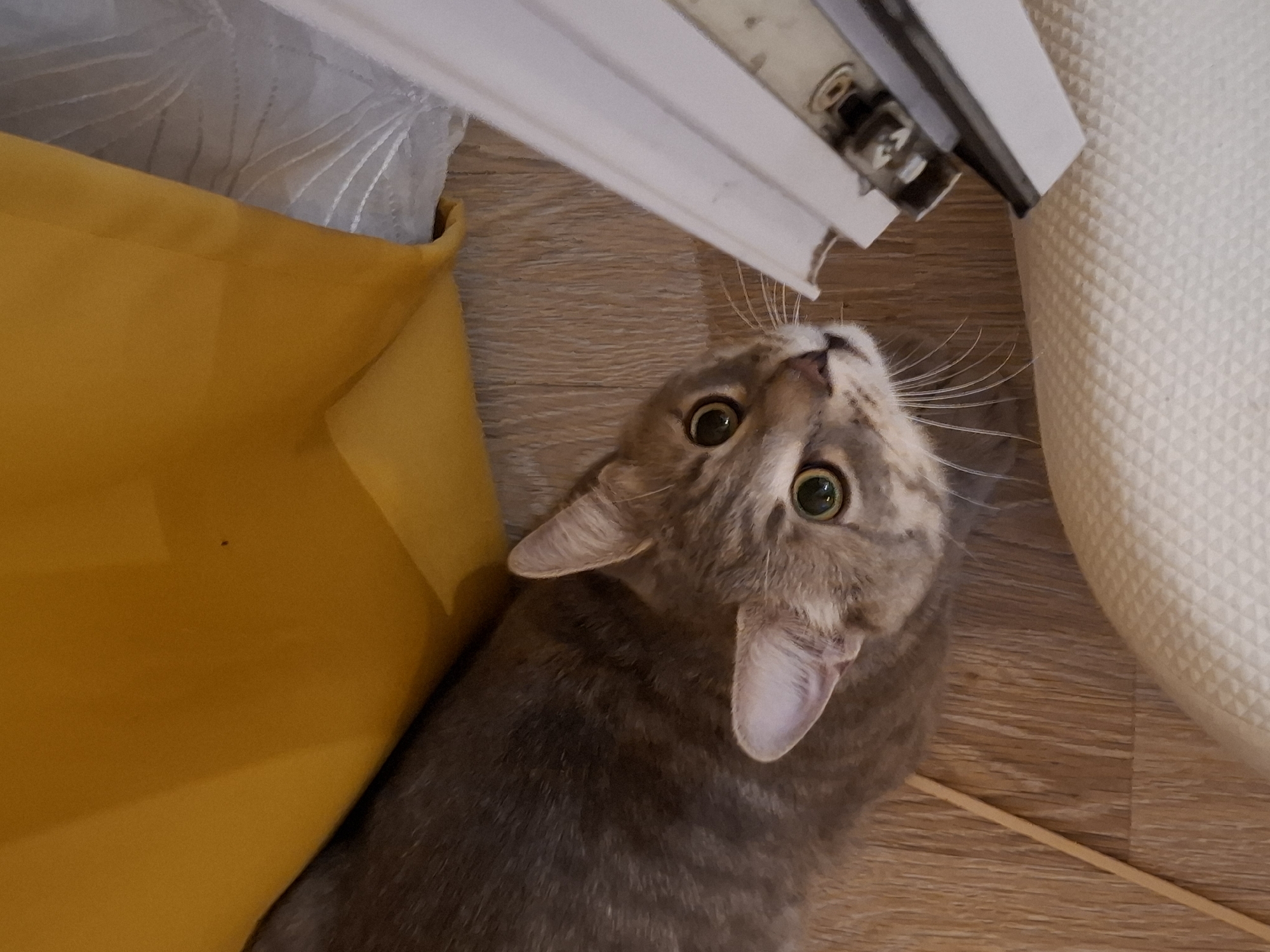 A grey tabby cat is lying on a wooden floor, looking up towards the right of the frame. The cat has green eyes and a pink nose. To the right of the cat, there is a white object with metal fixtures, possibly a door frame or window sill. In the upper left of the image, a yellow fabric is draped over an object. The background consists of a wooden floor and the yellow fabric. This scene is located in Zemun, a municipality in Belgrade, Serbia.