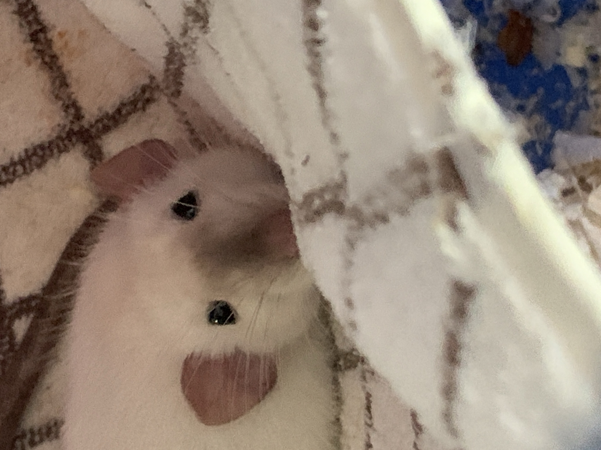 A close-up, slightly blurry, eye-level shot focuses on the face of a white rat peeking out from beneath a checkered blanket. The rat's fur is white, with hints of pink in its ears. Its dark eyes are visible, as is its snout. The blanket has a brown and white checkered pattern. The background is out of focus and appears to be a mix of fabric and possibly a blue surface with some brown debris. The image is indoors.