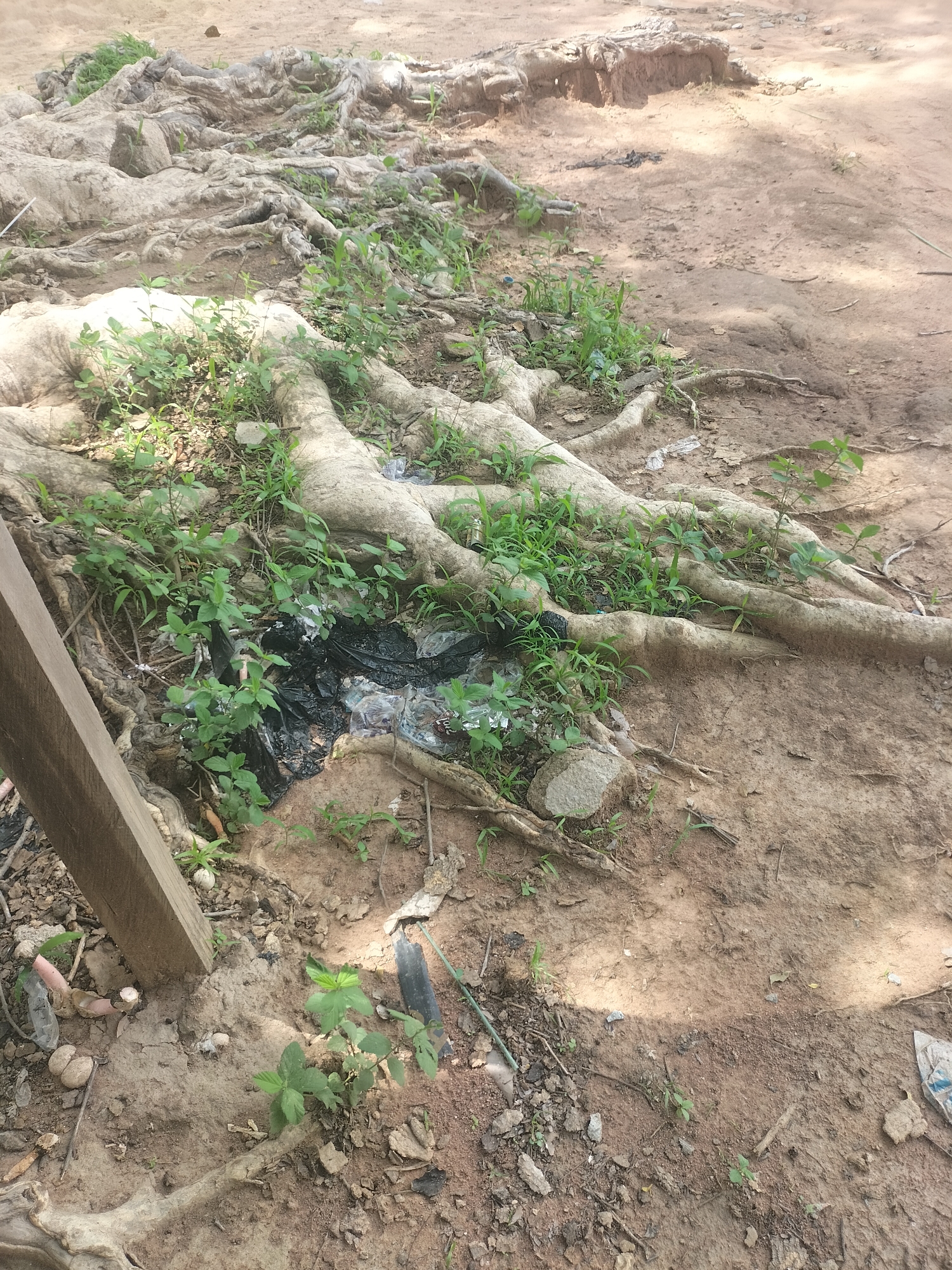 The image depicts a close-up, eye-level view of large tree roots exposed on the ground, likely in an outdoor urban setting in Jalingo, Nigeria. The roots, a light tan color, are thick and gnarled, spreading across a reddish-brown, sandy soil. Patches of green vegetation, including small plants and weeds, are growing amongst the roots and in the surrounding soil.
In the lower left of the frame, a weathered, light brown wooden plank is positioned vertically. Near the center of the image, nestled among the roots, is a small accumulation of black plastic bags and other assorted trash, suggesting neglect or poor waste management. Scattered on the ground are small pebbles, dried leaves, and other debris. The lighting suggests it is daytime, with some areas in shadow and others illuminated by sunlight. The overall scene conveys a sense of natural elements (roots, plants) interacting with human-made detritus in an undeveloped or unmaintained area of the city.