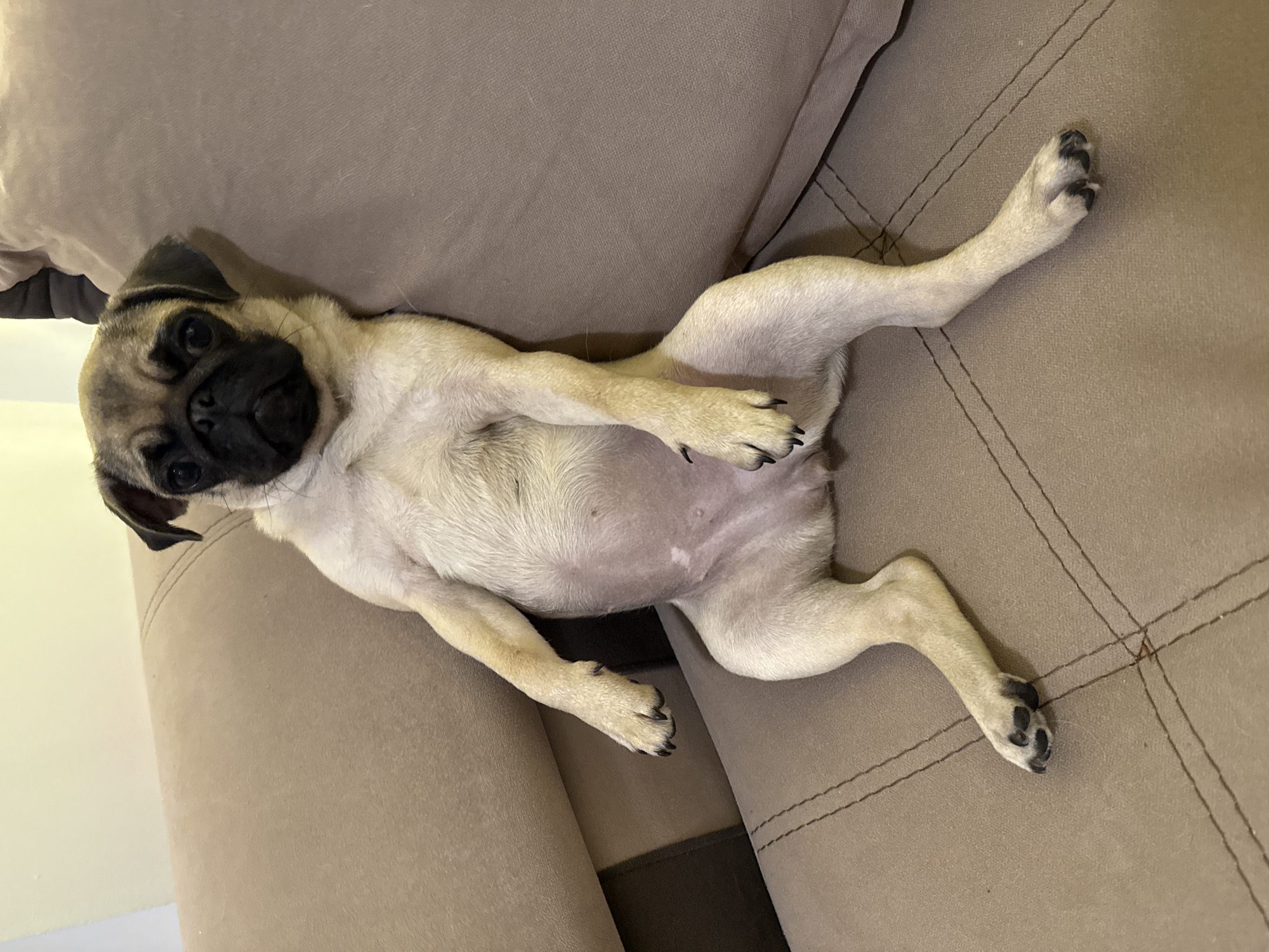 A fawn-colored pug puppy is sitting upright on a tan couch, its legs splayed outwards. The puppy's body is leaning back against the couch cushion, and its front paws are resting on its stomach. Its head is tilted slightly to the left, and its eyes are looking forward. The couch has a diamond-stitched pattern. The background is a plain, light-colored wall. The scene appears to be indoors, likely in a home.