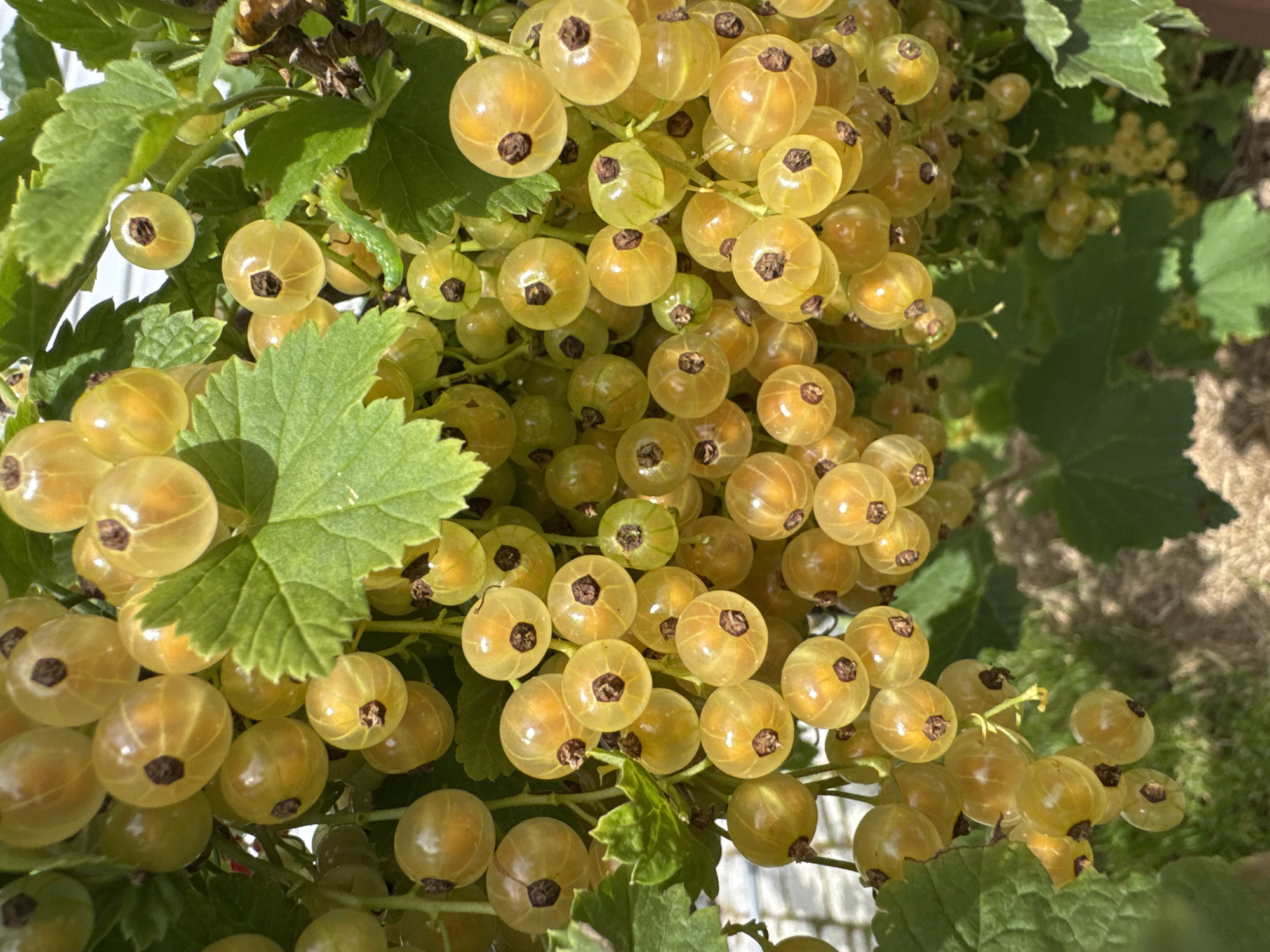 A cluster of ripe white currants hangs from a branch, backlit by the sun. The berries are translucent, revealing dark seeds within, and are clustered tightly together with green leaves and stems. The background is a blur of green foliage and dappled sunlight, with a hint of what appears to be a white fence or structure. The image is a close-up shot, focusing on the details of the fruit and its natural environment. There are no people or animals visible in the image, and no discernable activity is taking place. The scene is static and appears to be in a garden or outdoor setting. The location in the city of Oliki, Russia is not visually represented in this image.