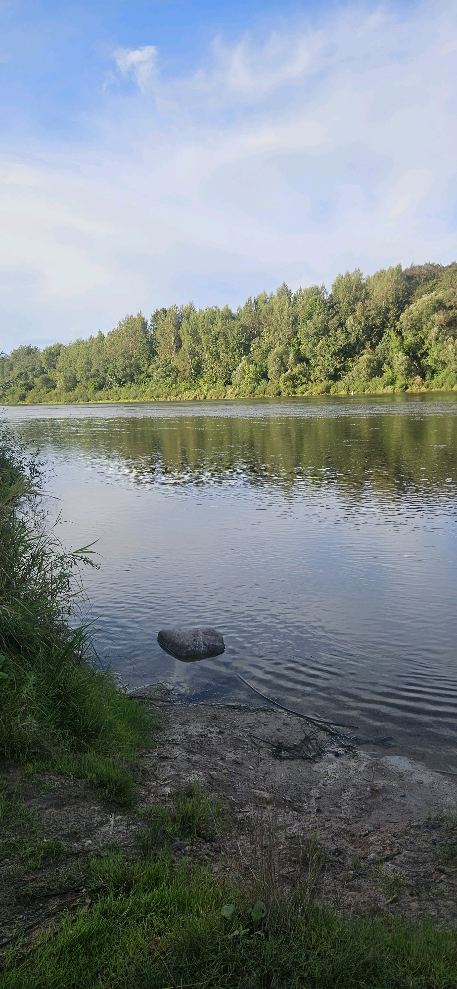 The image shows a scenic view of a wide river bordered by a dense forest. The sky is partly cloudy with a light blue hue. In the foreground, the riverbank is covered with green grass and some exposed soil with pebbles and fallen branches. A single large rock is partially submerged in the water near the shore. The river is calm, reflecting the trees and the sky. The forest on the opposite bank is lush with various shades of green foliage. The overall impression is one of a tranquil natural setting. This scene could be characteristic of the Western Dvina River in Vitsebsk, Belarus, given its prevalence of wide rivers and forested banks. There are no people or animals visible in the image.