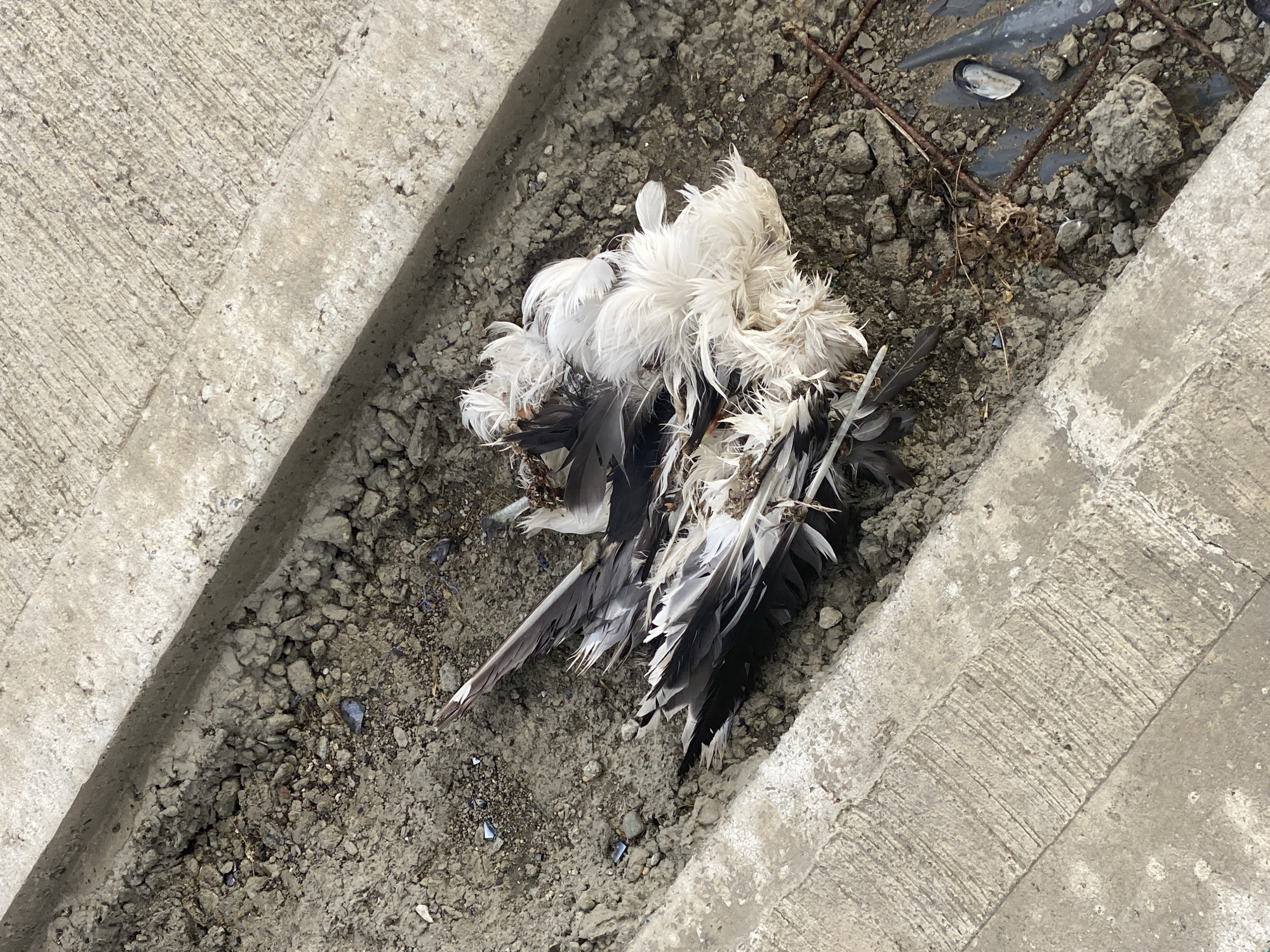 A dead bird lies in a concrete drainage ditch. The bird has white and gray feathers. The location is not ascertainable from the image.