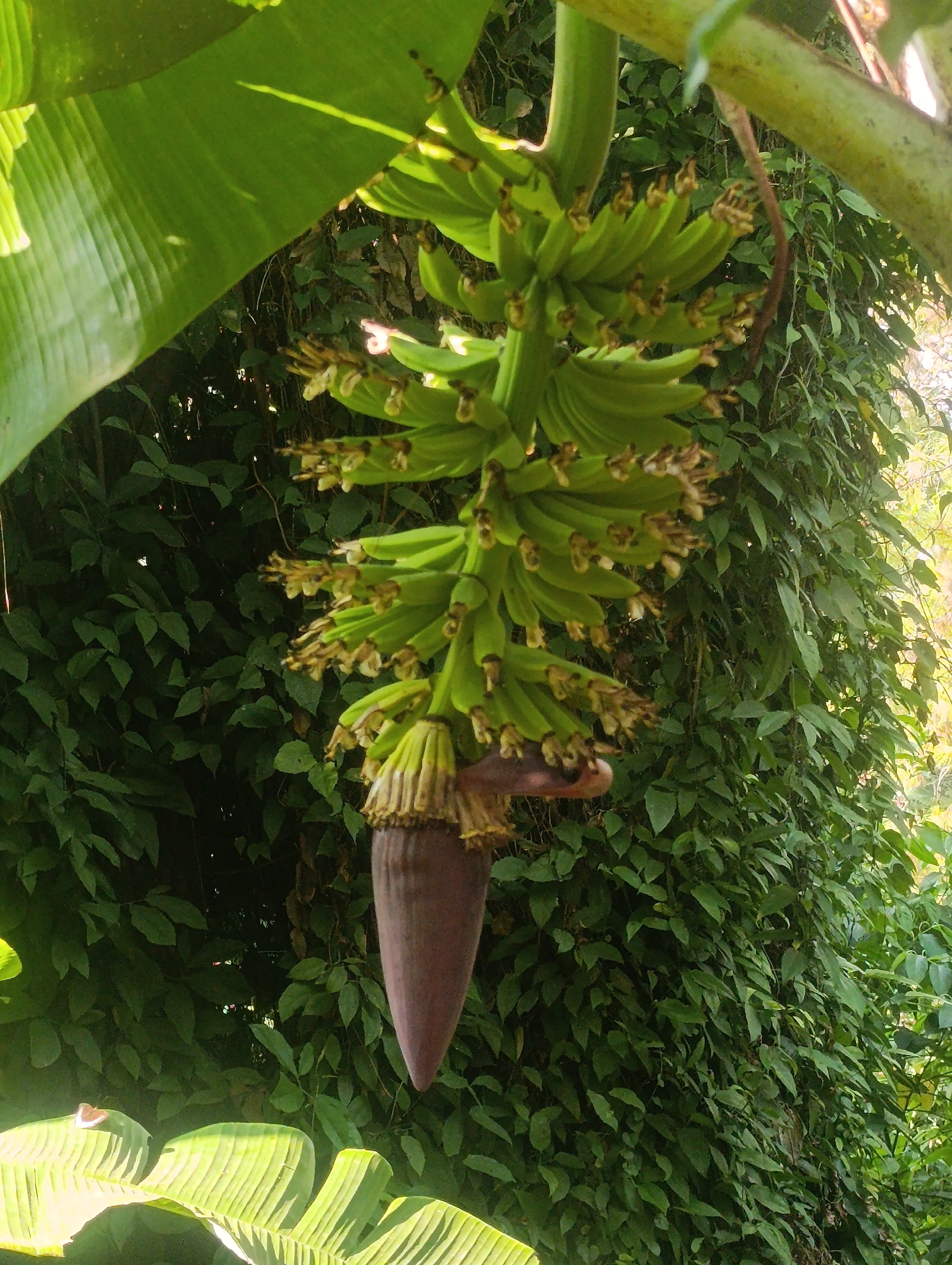 In Cihanjuang, Indonesia, a close-up shot captures a banana blossom hanging from a tree, its dark purple, teardrop-shaped bracts concealing developing bananas. The blossom is surrounded by the lush green leaves of the banana plant and the dense foliage of other plants in the background, hinting at a tropical environment. The lighting suggests it's daytime, with sunlight filtering through the leaves, creating areas of light and shadow. There are no people or animals visible in the frame.