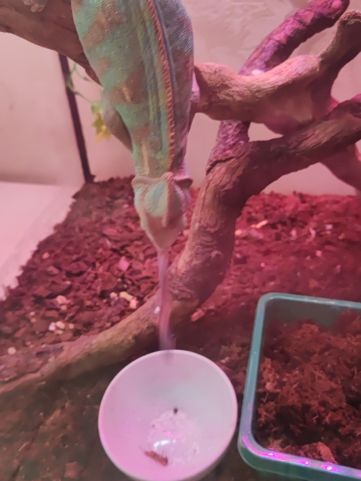The image captures a close-up view of a chameleon inside an enclosure, likely a terrarium or vivarium, in Sochi, Russia. The chameleon, displaying a vibrant pattern of green and reddish-brown scales, is positioned upside down, hanging from a thick wooden branch. Its head points downwards, and its tongue is extended towards a small white bowl on the ground.
The white bowl contains a small amount of a white substance, possibly water, calcium powder, or supplements, and a tiny, elongated, light brown insect or food item. Adjacent to this bowl is a green rectangular container filled with a dark brown, coarse substrate, resembling moss or bark. The floor of the enclosure is covered with reddish-brown bark chips.
Several gnarled wooden branches provide climbing opportunities for the chameleon, some of which are illuminated with a strong pink and purple light, indicative of artificial reptile habitat lighting. This lighting casts a warm, reddish glow over the scene. The enclosure walls appear to be clear glass or plastic. The chameleon's activity suggests it is either drinking from the bowl or attempting to catch the insect within it. There is no visible text in the image. The specific time of day is not discernible due to the artificial lighting.
