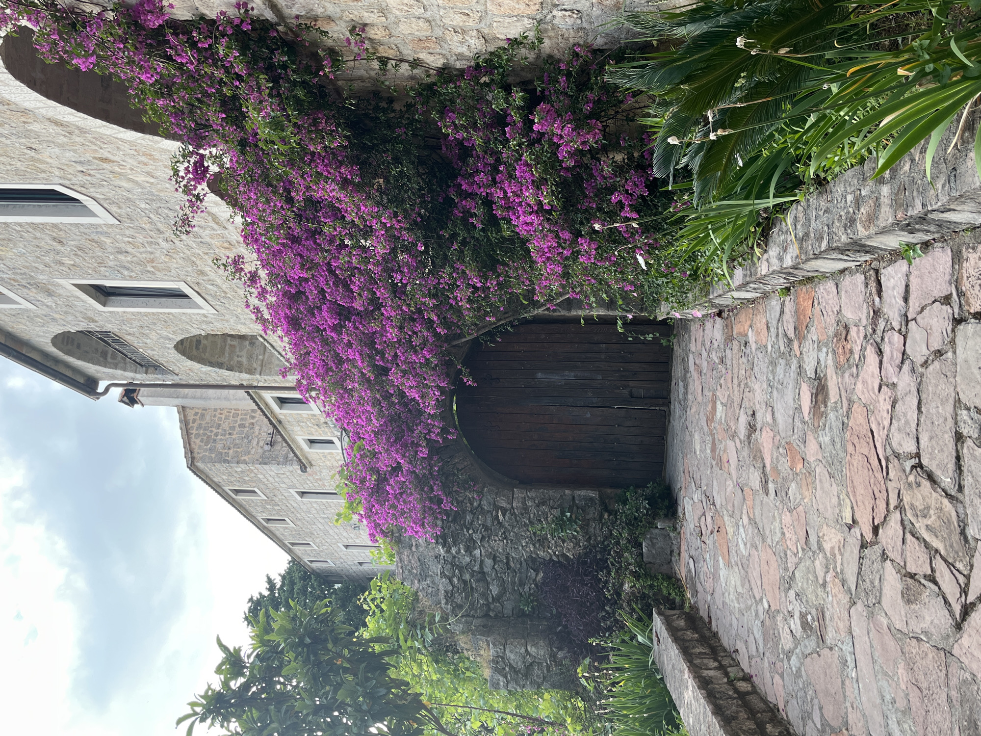 The image presents a pathway in Budva, Montenegro. The path is paved with irregularly shaped stones. A weathered wooden door is set into a stone wall. Lush purple bougainvillea cascades over the wall and doorway. To the left, a stone building with small, rectangular windows rises into the frame. Green foliage, including palm-like plants, is scattered throughout the scene. The sky is overcast.