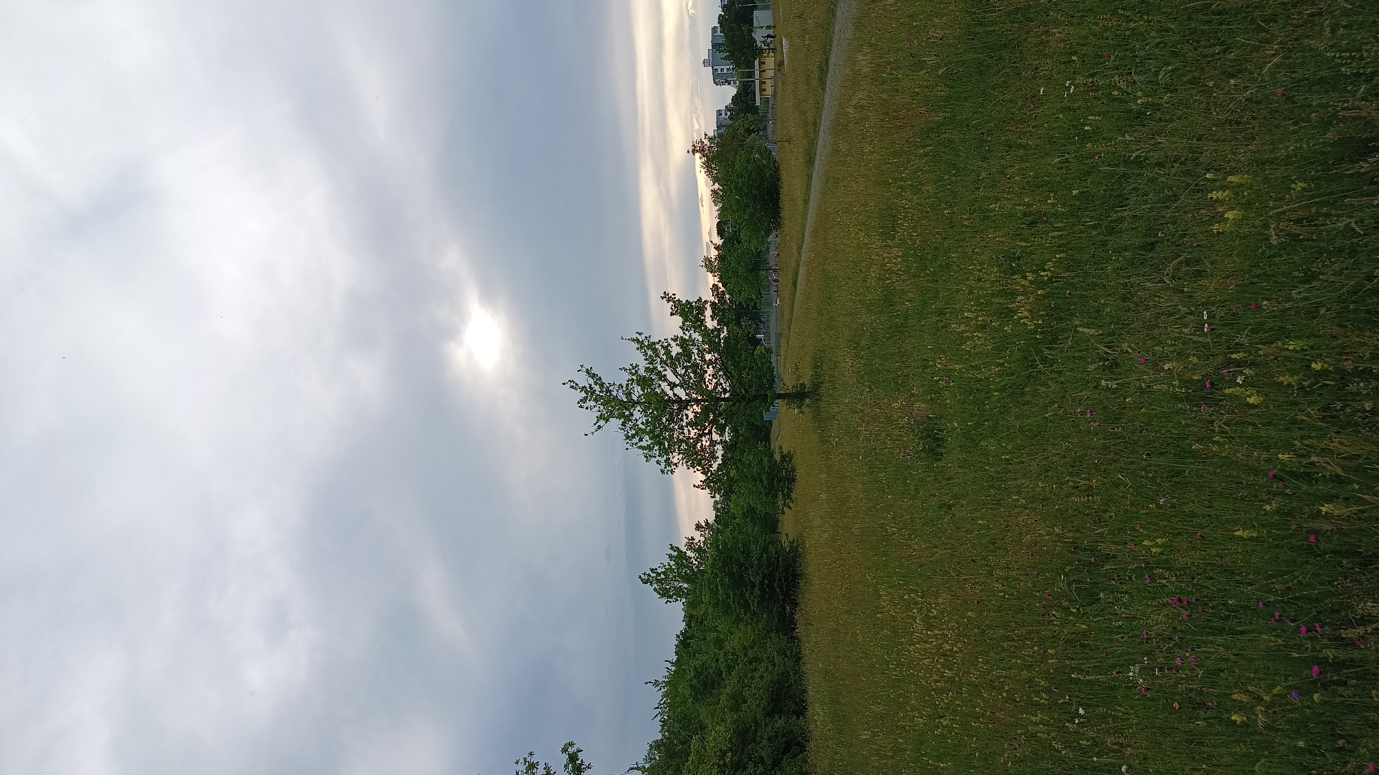 The image depicts a natural area in Unterhaching, Germany, on a cloudy day. A vast expanse of tall, green grass dotted with small wildflowers in shades of pink and yellow dominates the foreground and midground. A single, slender tree with green foliage stands centrally in the midground. Behind the tree, a cluster of denser green bushes and trees creates a natural barrier. Further in the distance, a pathway is visible, and beyond that, a few modern, multi-story buildings are present, suggesting the proximity of an urban area. The sky is overcast with dramatic clouds, through which a patch of sunlight breaks, creating a luminous effect.