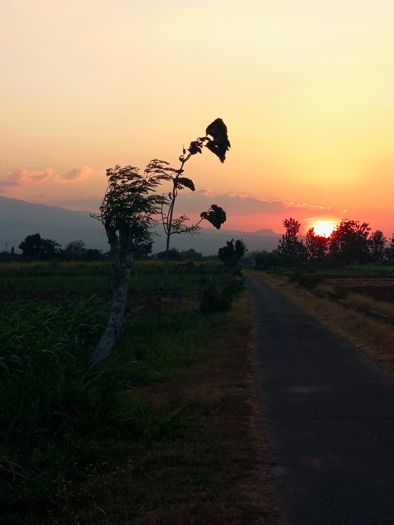The image captures a serene sunset scene on a paved rural road in Ngablak, Indonesia. The sun, a vibrant orb of orange and red, is setting behind a line of trees and distant hills, casting a warm glow across the sky. A solitary, thin tree with sparse leaves stands prominently in the foreground on the left side of the road, silhouetted against the colorful sky. Its branches are twisted and appear to be rustling in the wind. The road itself is a dark asphalt ribbon, stretching into the distance and bordered by lush green fields and vegetation. The overall atmosphere is one of peaceful natural beauty, typical of a countryside sunset. There are no people or animals visible in the frame, emphasizing the tranquility of the landscape.