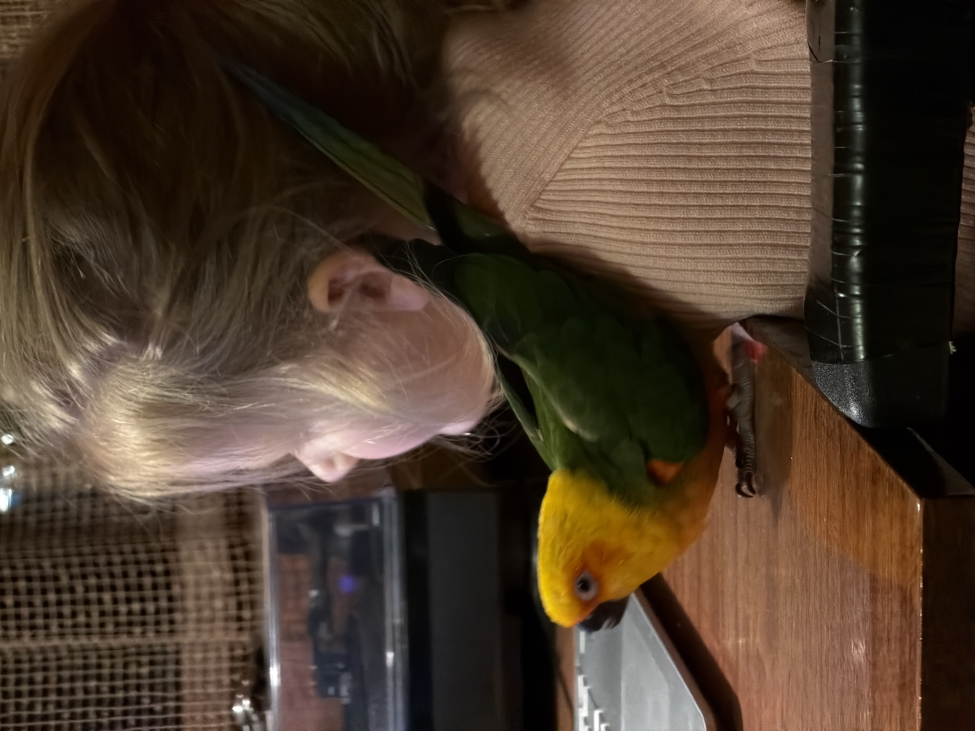 A person with blonde hair and a light tan sweater is shown with a Jenday conure perched on a desk in front of them. The conure has yellow feathers on its head and chest, green feathers on its wings and back, and a long green tail. The conure is standing on the desk and appears to be looking at something. The scene takes place indoors. It is not possible to ascertain the location as Khimki, Russia, based on the visual information.
