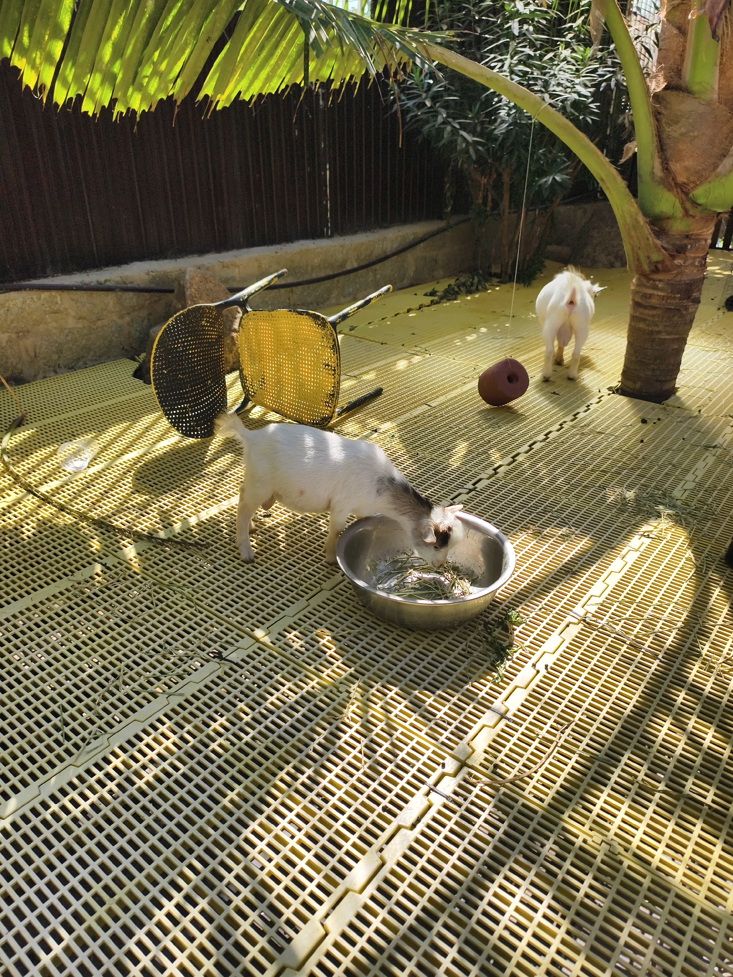 The scene depicts a sunny outdoor area, possibly in the city of Tay Nha Trang Ward, Vietnam. The ground is covered with yellow plastic grating. A white goat with brown markings is eating from a silver bowl filled with green material. A second smaller white goat stands near the trunk of a small palm tree. A brown, donut-shaped object rests on the grating nearby. Two upside-down chairs are visible in the background, near a fence shaded by palm fronds.
