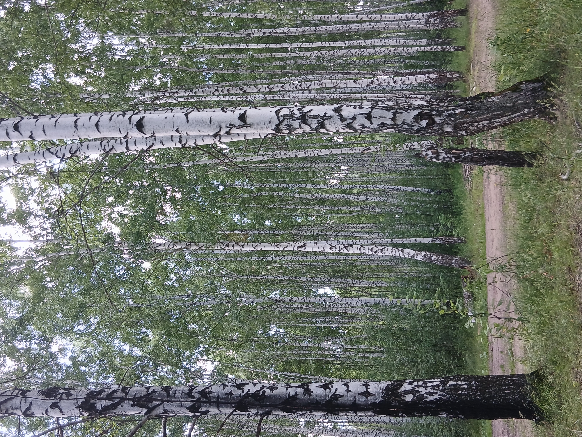The image depicts a forest of birch trees, with their characteristic white bark marked by dark, horizontal lines. The trees are densely packed, creating a natural canopy of green leaves that filter the sunlight. The perspective is from ground level, looking up through the branches and trunks. In the foreground, the rough texture of the bark is clearly visible on a large birch tree. To the right of the trees, a dirt path is visible, bordered by lush green grass and some smaller foliage. The overall scene suggests a natural, outdoor setting, likely a park or a forest trail. The lighting indicates it is daytime, with soft light filtering through the leaves, suggesting it could be a slightly overcast or early morning/late afternoon scene. There is no text visible in the image, nor are there any people or specific objects other than the trees and the path. The scene evokes a sense of tranquility and natural beauty, typical of a peaceful forest environment. The location context provided places this scene in Chaikovsky, Russia, a city known for its natural landscapes.