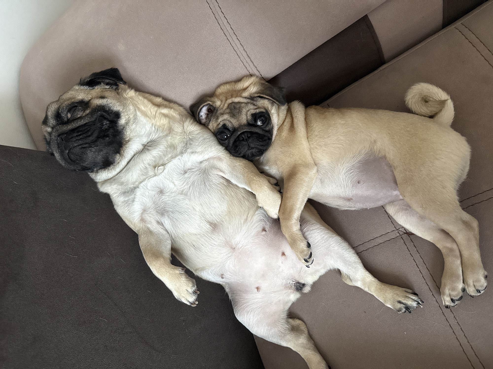 Two pug dogs are lying on a brown sofa. One pug is lying on its back with its belly exposed. The other pug is lying beside it, with its head resting on the belly of the first pug. The background is the fabric of the sofa.