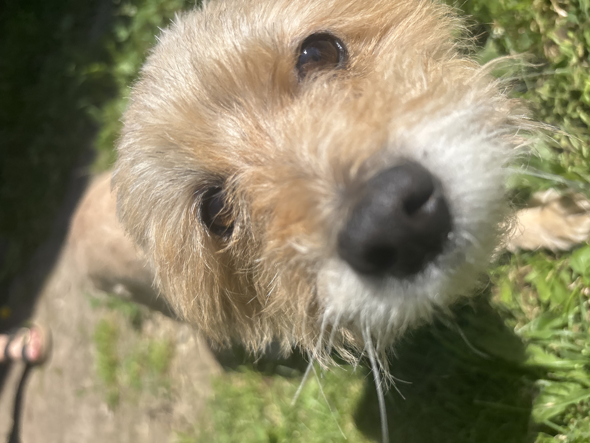 A close-up, eye-level, shallow depth of field shot shows a small, light brown dog's face from the nose up, with its head tilted slightly to the left, looking directly at the camera. The dog has dark, expressive eyes, a black nose, and a long muzzle with prominent white whiskers. Its fur appears somewhat tousled. The background is blurred, revealing green grass and a hint of a person's legs wearing pink sandals in the upper left quadrant, suggesting an outdoor setting in a natural environment. There is no indication of the city of Аряж, Russia, or any urban elements present in the image.