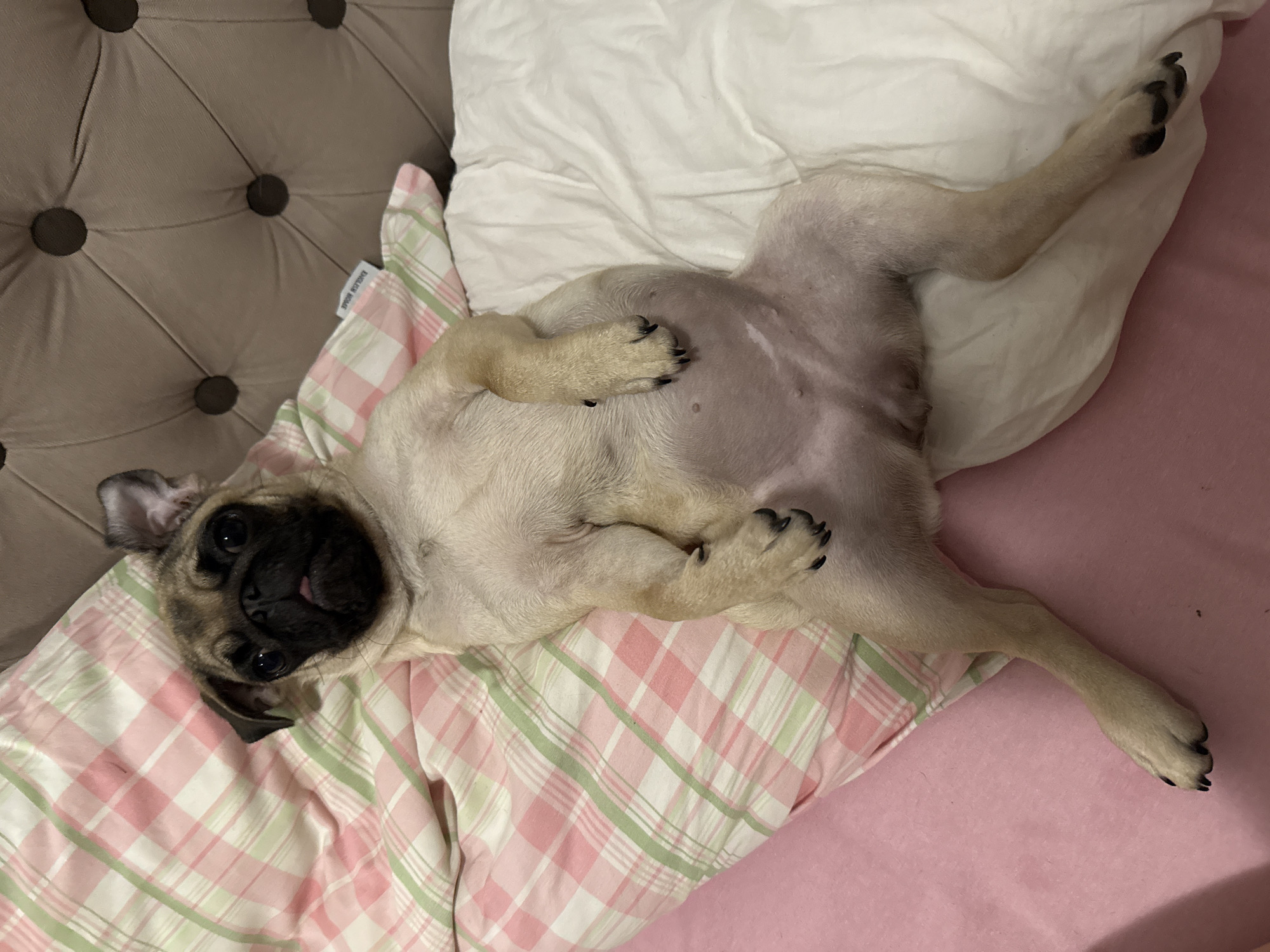 A fawn-colored pug is lying on its back on a bed with a pink and green plaid pillow and a white pillow. The pug's head is tilted back, and its tongue is sticking out slightly. Its front legs are crossed, and its hind legs are splayed out. The bed has a tufted headboard in the background. The image is taken from a high angle, looking down at the pug.