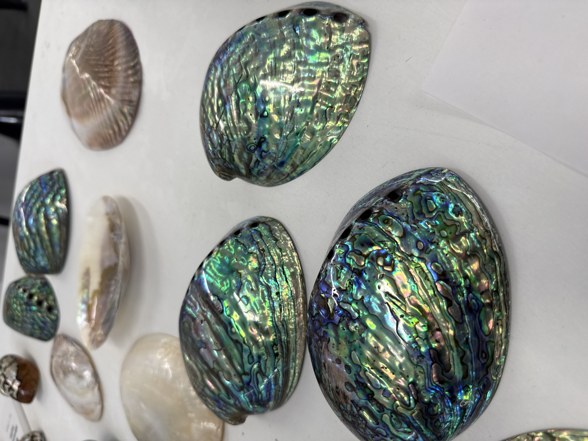 The image shows a collection of polished sea shells, arranged on a white surface. The shells exhibit iridescent hues of green, blue, and gray. The shells are varied in size and shape, ranging from small, smooth, oval forms to larger, more textured, abalone-like shells. The background is plain white. There is no evidence to suggest that this image was taken in Синьково, Russia.