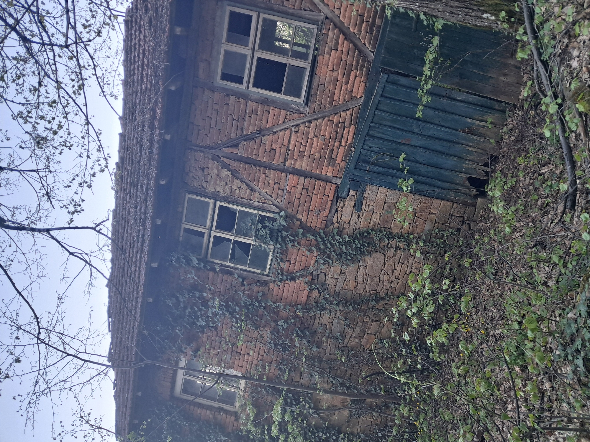An old, dilapidated building stands partially obscured by dense vegetation, viewed from a low angle. The structure features a combination of weathered red brick and rough-hewn stone masonry. Prominent wooden beams create a half-timbered aesthetic in sections of the brick wall. Multiple windows with wooden frames are visible, some with broken or missing panes, reflecting the surrounding environment. A dark green, wooden paneling or shuttered section is integrated into the building's side, showing signs of decay and peeling paint.
The building is heavily overgrown with ivy climbing its walls, and surrounded by bare tree branches just beginning to sprout small, light green leaves, suggesting spring. Other leafy green bushes and dried foliage are seen around the base of the structure and in the foreground. A tiled roof is partially visible at the top of the building. The sky, seen through the tree branches, is bright and clear, indicating daytime. There are no people or discernible activities, and no visible text. The overall scene conveys a sense of abandonment and nature reclaiming man-made structures.