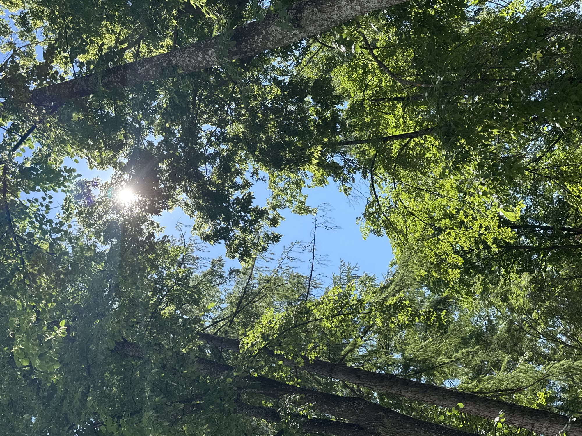 The image is a low-angle shot looking up through the canopy of lush green trees towards a bright blue sky. The sun is visible, casting rays of light through the leaves, creating a dappled effect. The trees appear healthy and full, suggesting a temperate climate, possibly during summer. The image does not provide any specific landmarks or context that would allow for identification of a particular location within Chaikovsky, Russia, or any other city. There are no people or discernible objects in the scene other than the trees and the sky. The overall impression is one of natural beauty and tranquility, with the sunlight filtering through the leaves creating a serene atmosphere.