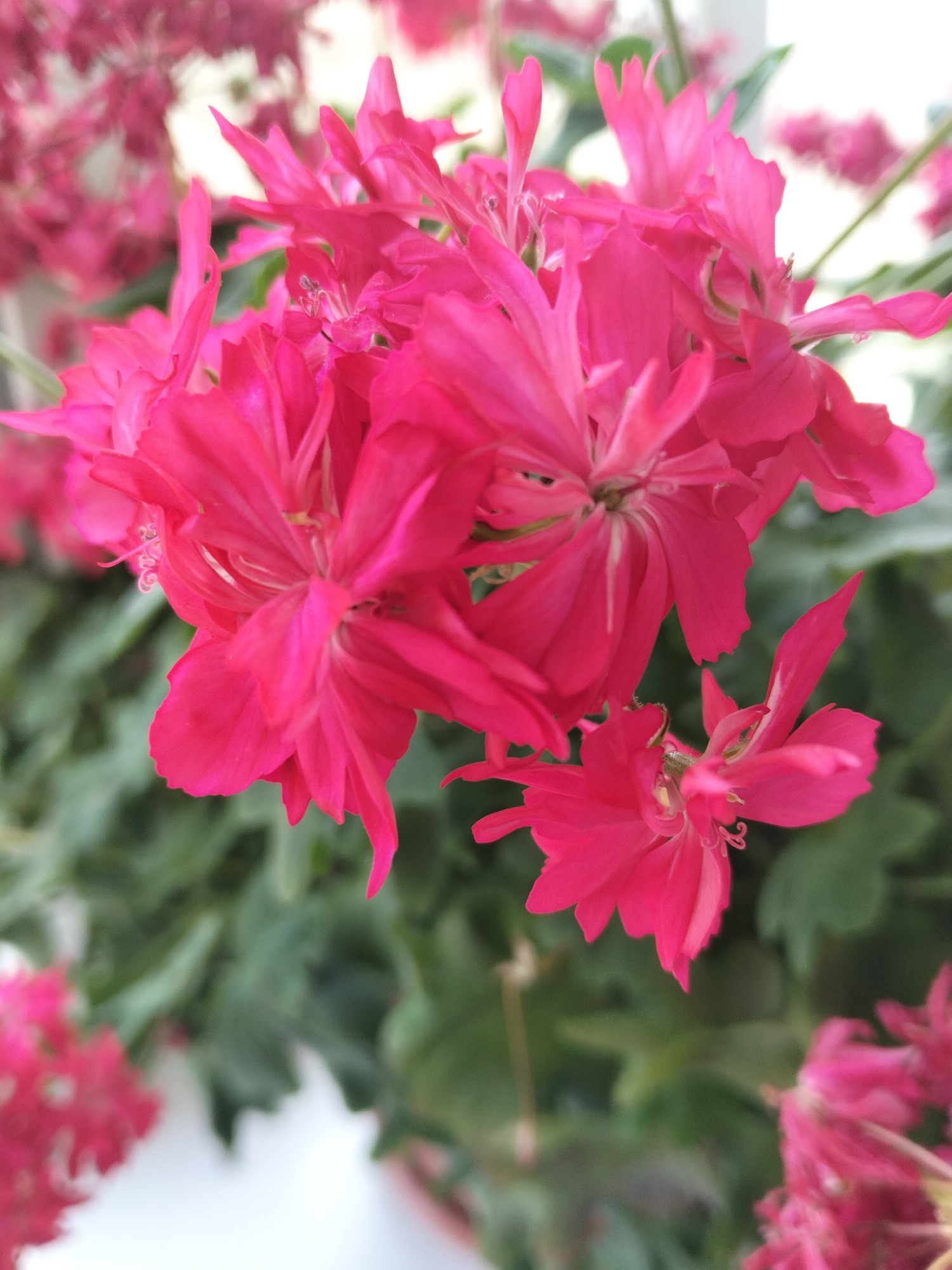 A close-up shot shows a cluster of vibrant fuchsia flowers, possibly geraniums, in bloom. The petals are delicate and ruffled, with a lighter pink hue towards the center where stamens and pistils are visible. The flowers are arranged in a dense cluster, with some petals overlapping. The background is a soft blur of green foliage, suggesting a garden or indoor plant setting. There are no people, animals, or man-made objects visible in the frame. The image is brightly lit, highlighting the rich color of the flowers.
