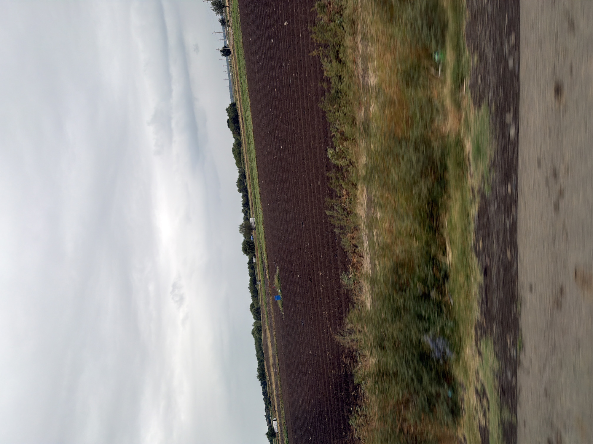 A wide-angle shot captures an overcast sky above a vast, dark brown plowed field. The field is characterized by numerous horizontal furrows, indicating recent agricultural activity. In the middle ground, a small cluster of green vegetation is topped with a bright blue barrel. Beyond the field, a line of trees forms a dark green border, with scattered small buildings and structures visible behind them. To the far right, utility poles with wires march across the landscape. In the foreground, a blurred strip of green and brown vegetation and the edge of a dirt road or path are visible, suggesting the photo was taken from a moving vehicle. The overall scene is rural and appears to be located in or near Mollahəsənli, Azerbaijan.