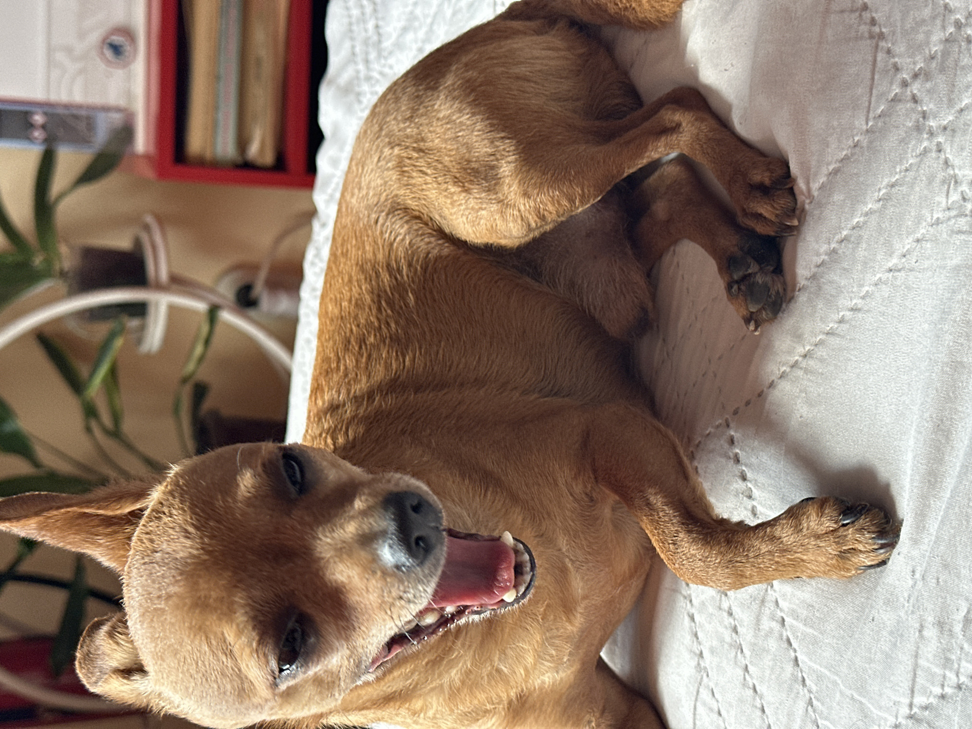 A medium-sized, short-haired, brown dog lies on a white quilted surface. The dog's mouth is open, revealing its tongue and teeth. The dog's paws are visible, with dark-colored nails. The dog appears to be indoors, possibly on a bed or couch. Background objects include a green plant in a white pot, a red shelf with books, and a white electrical cord. The image does not contain information about a specific location or city.