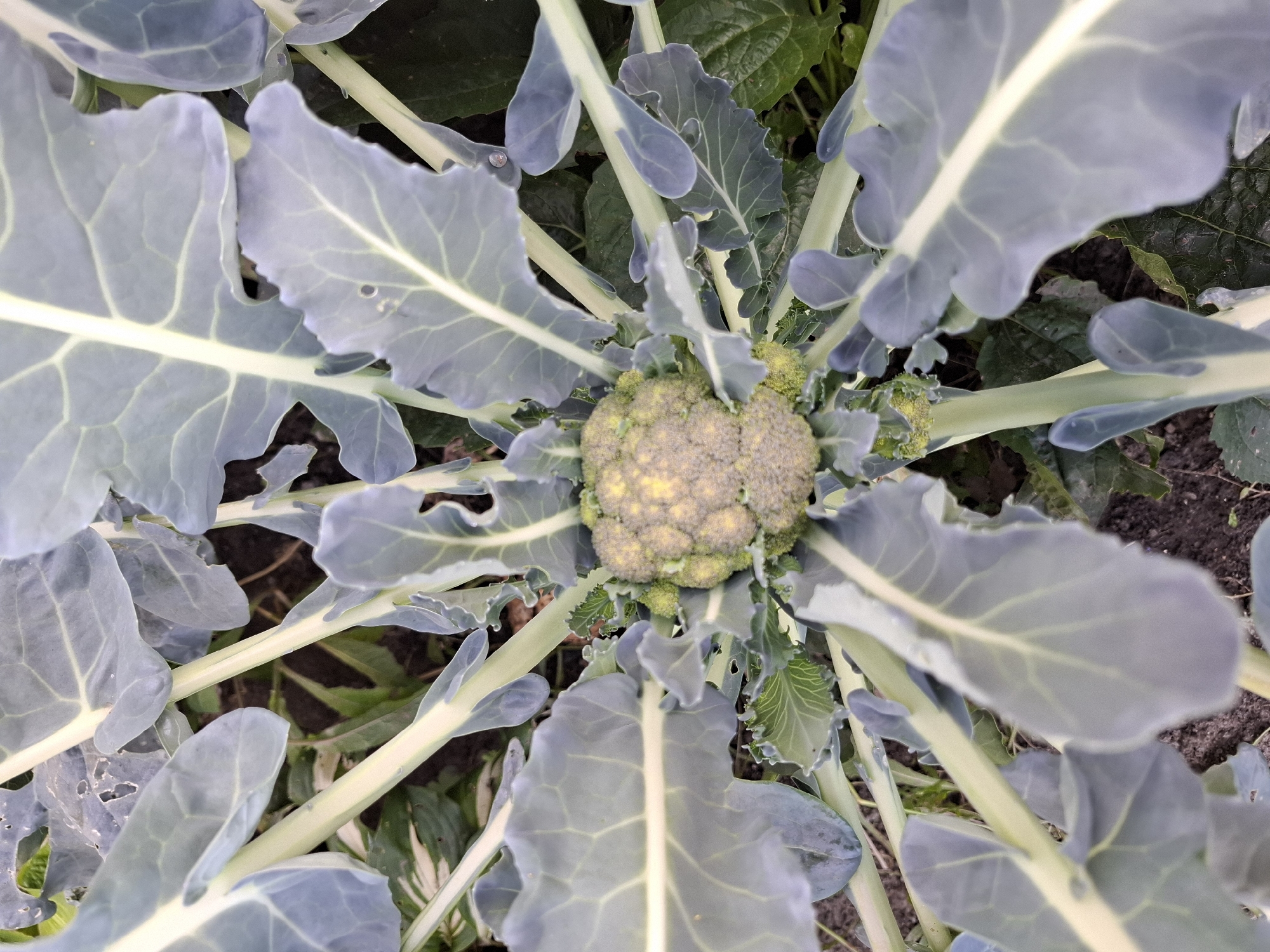 A close-up, overhead view of a young broccoli plant in an outdoor garden. The plant has a central head of immature green florets, surrounded by large, pale green leaves with prominent white veins. The leaves are broad and textured, with some showing minor imperfections. Thick, pale green stems radiate from the center. The background consists of dark soil and some out-of-focus green foliage. There are no people or animals present. This scene appears to be in a private garden in Tyumen, Russia, given the context of the request.