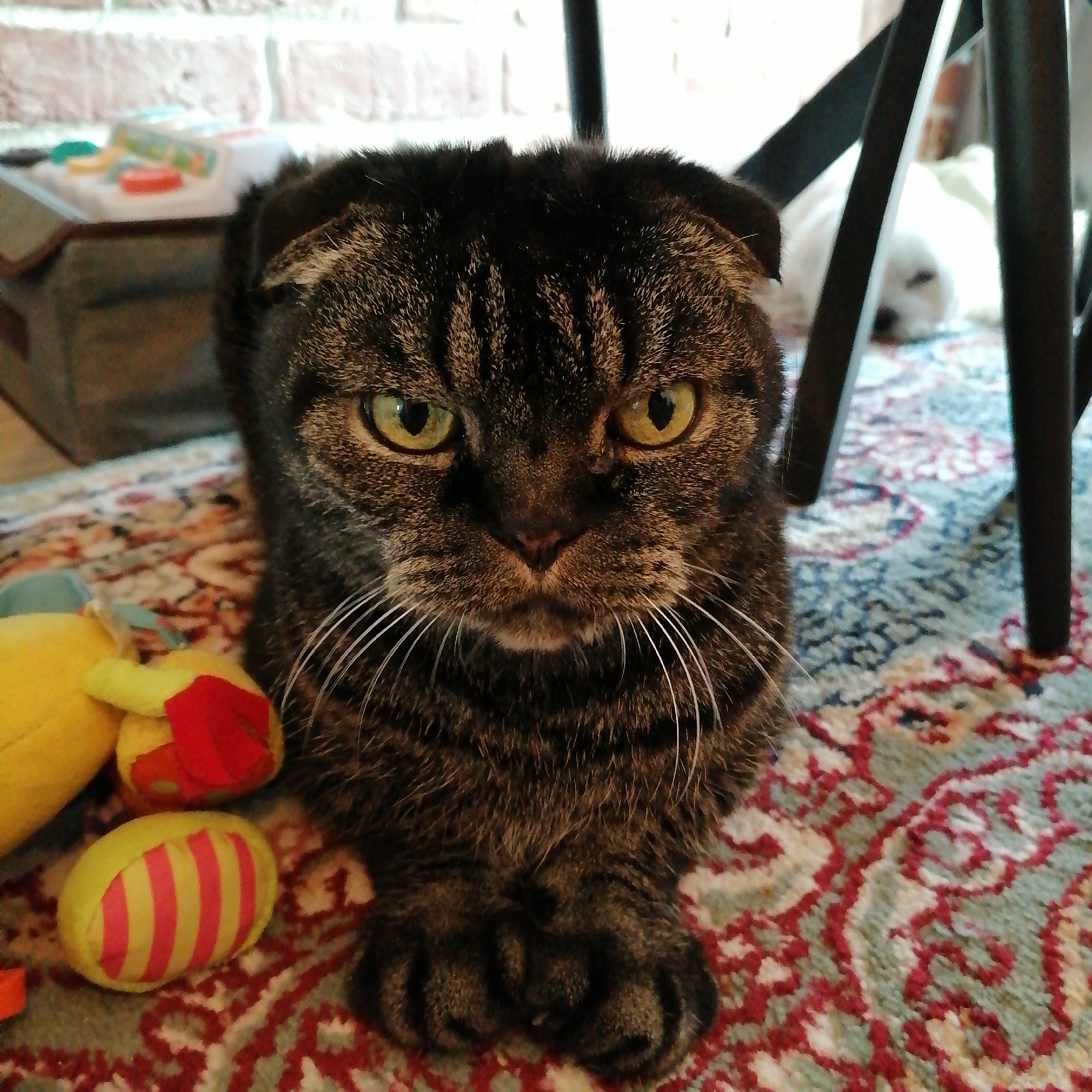 A Scottish Fold cat with a dark brown tabby coat, distinct stripes, and prominent yellow-green eyes is centered in the foreground. The cat is lying prone on a patterned rug, with its front paws crossed. White whiskers extend from its muzzle. To the lower left of the cat, two plush toys are visible: a yellow object with red accents and a smaller yellow oval-shaped object with pink stripes.
The background on the left features a light-colored brick wall. Below the wall, a grey storage bin or box is visible, topped with several colorful, out-of-focus items including teal, yellow, and red elements. On the right side of the background, multiple dark, possibly black, chair legs are positioned, partially obscuring a small, white dog that is sleeping on the rug. The dog's face is visible, and it appears to be a short-haired breed.
The floor is covered by a textile rug with an intricate pattern, primarily featuring red, blue, and cream or light grey colors in a repeating design. The lighting is consistent with an indoor environment.