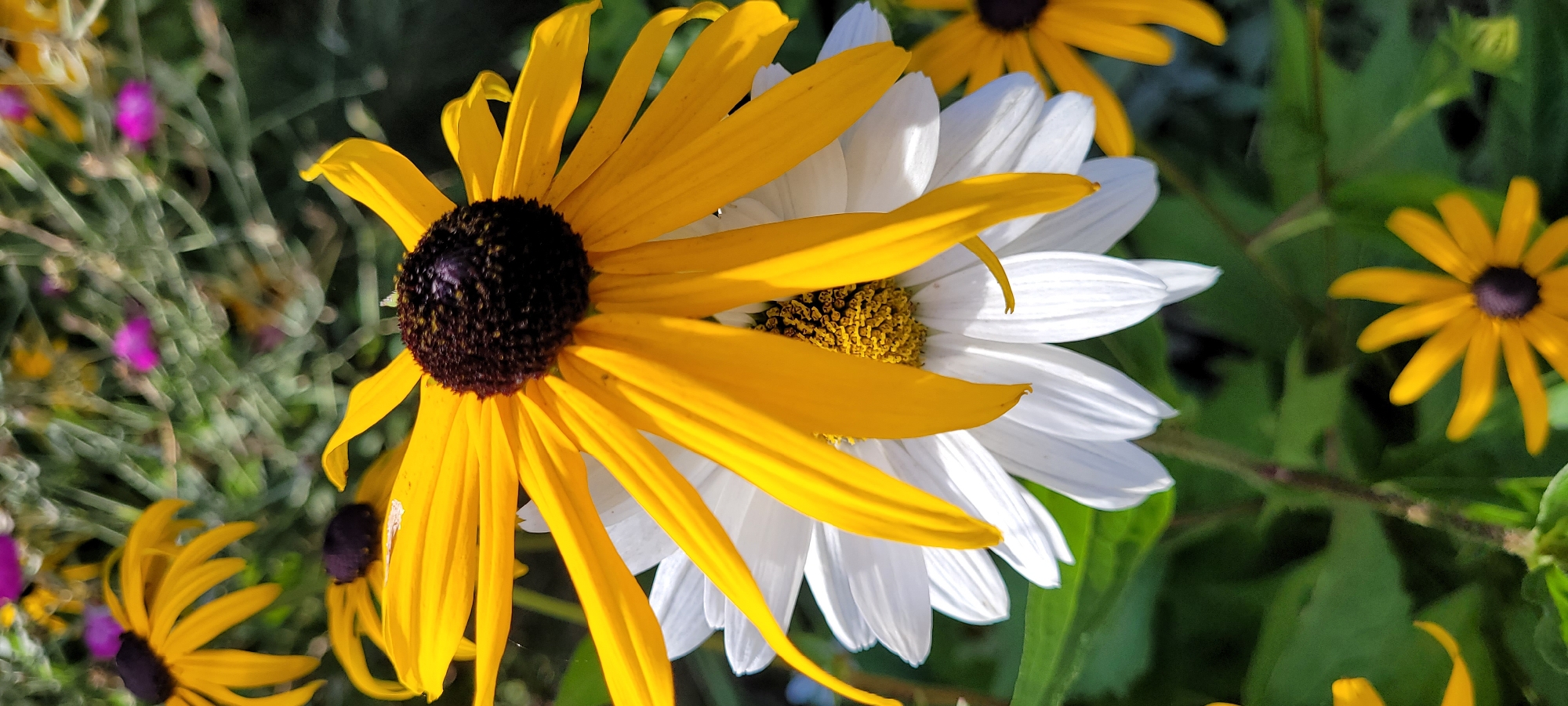 The image depicts a close-up of two flowers, one yellow with a dark center and the other white with a yellow center, partially overlapping. The yellow flower's petals are prominent and appear to be draped over the white flower. Both flowers are in sharp focus, while the background is a soft blur of green foliage and some out-of-focus pink and yellow flowers. The scene is likely a garden or park in Riga, Latvia, given the context provided. There are no people or animals visible in the image. The lighting suggests it is daytime, likely with sunlight filtering through, creating shadows on the petals. The overall impression is one of natural beauty and floral diversity.