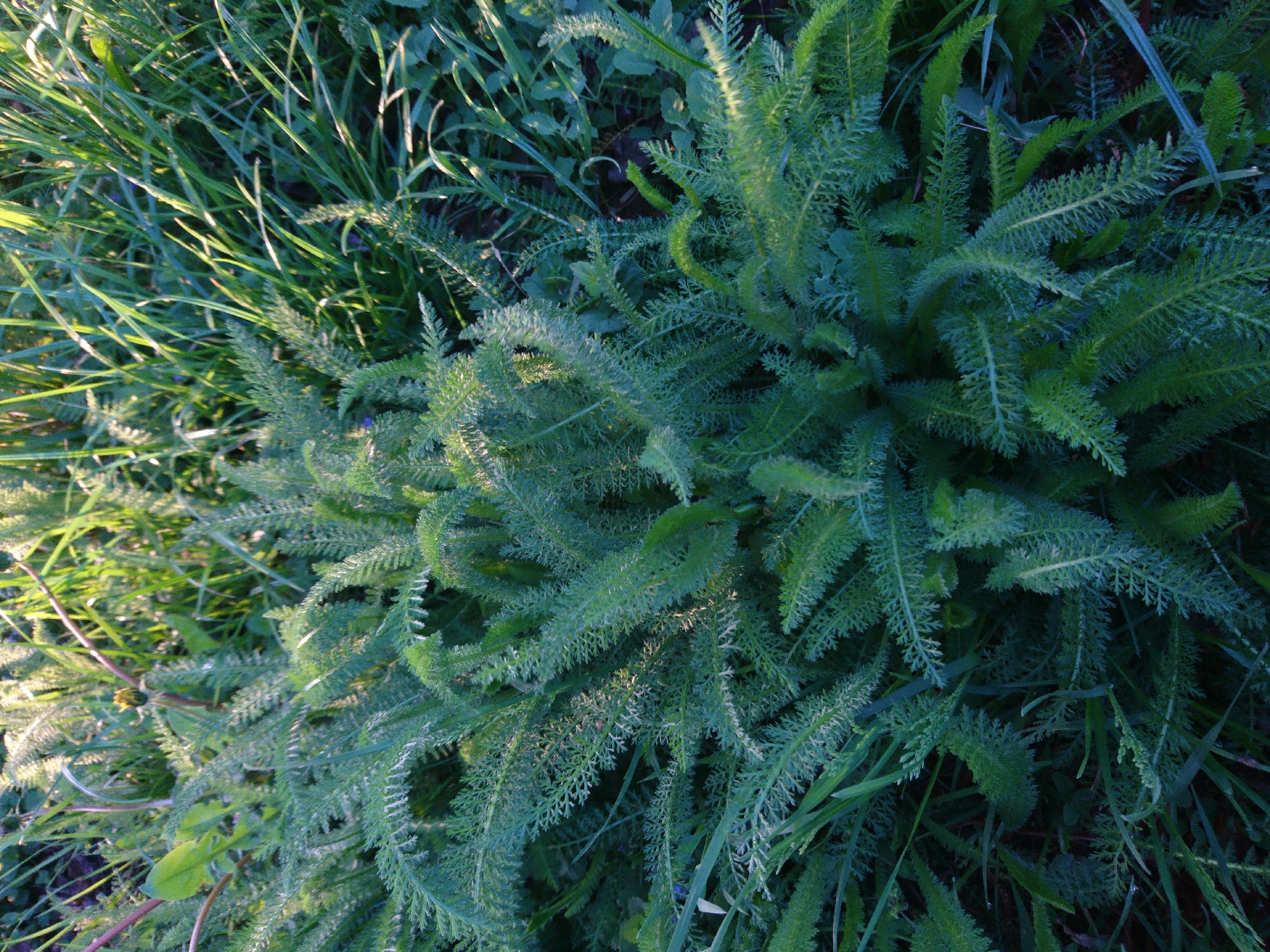 A patch of green plants is observed in a field. The dominant plant type is a leafy, fern-like variety, with finely divided leaves that give it a textured appearance. Interspersed with these plants are blades of grass and other vegetation, adding to the dense coverage of the area. The lighting in the scene is uneven, with sunlight illuminating some sections while others remain in shadow. No people, objects, actions, or interactions are depicted. The environment is a natural setting, likely a field or garden in an undetermined location within an unidentified city.