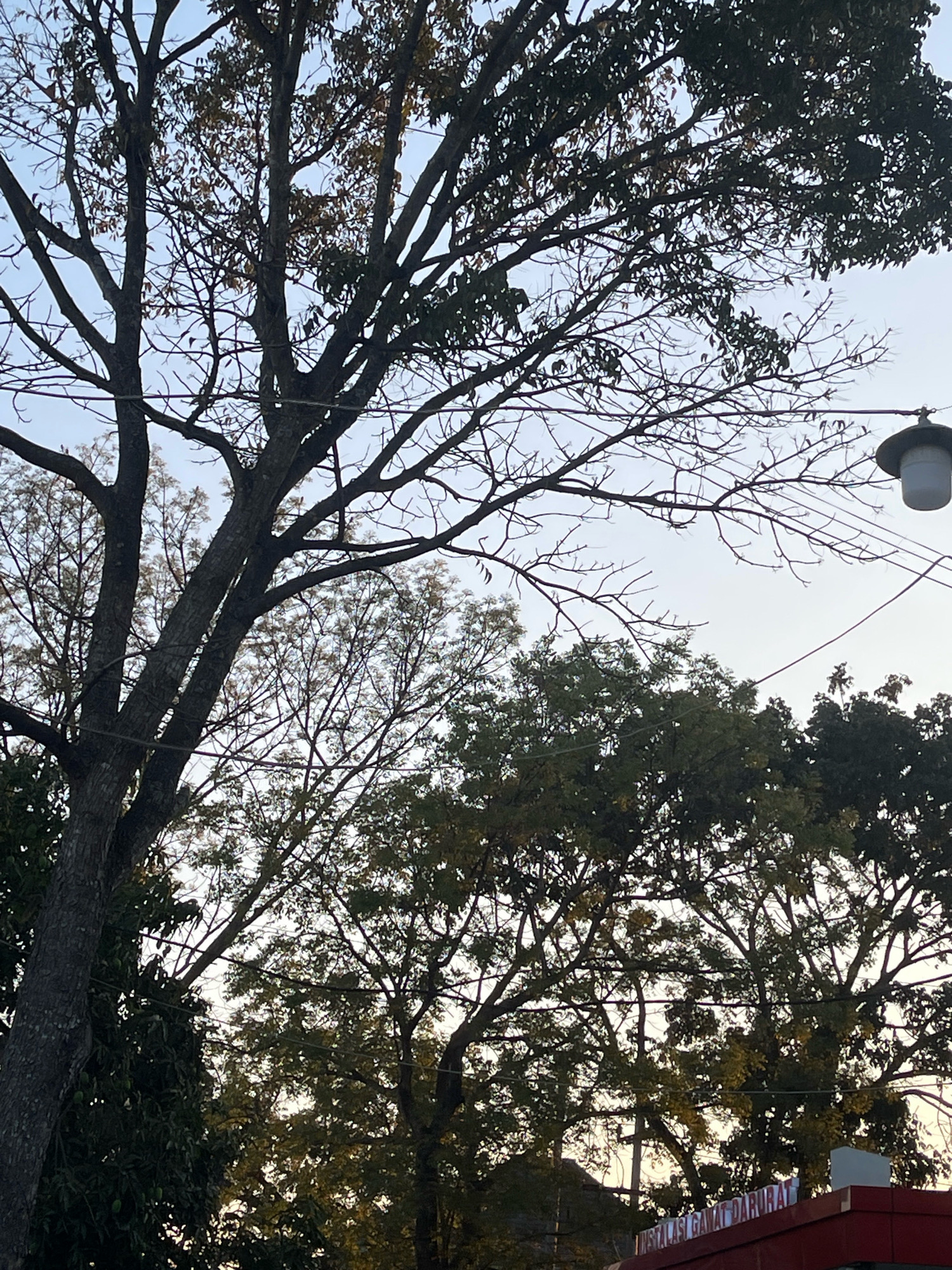 The image shows a view looking up at trees against a pale sky. A street lamp with a white housing is visible on the right side of the frame, suspended from wires. A portion of a red building with white lettering that reads "INSTALASI GAMAT DARURAT" is visible at the bottom right of the image. The scene appears to be outdoors in an urban or semi-urban environment.
