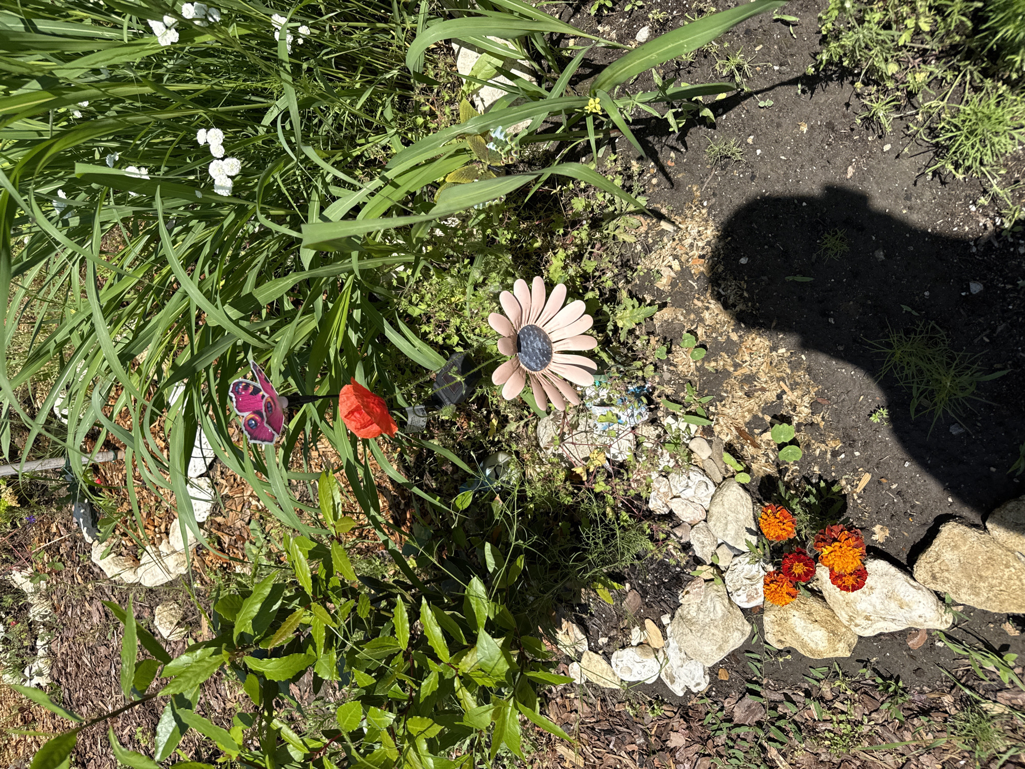 This overhead shot captures a vibrant, sunlit garden bed in Varna, Bulgaria, filled with a mix of lush greenery, colorful flowers, and decorative elements. The scene suggests a well-maintained outdoor space on a bright day.
Prominently featured are various plants: tall, blade-like green grass with small white flowers in the upper left, a broad-leafed green plant in the lower left, and numerous small green sprouts and weeds growing from the soil. A cluster of bright orange and reddish-orange marigold-like flowers adds a pop of color in the lower right, framed by several light-colored stones and rocks. A single, vivid red poppy-like flower is visible near the center-left.
Several decorative objects are interspersed among the plants. A notable pink and black metal daisy ornament stands out near the center-right. To its left, a red butterfly decoration is attached to a stake. Another green and blue decorative object, possibly a frog or chameleon, is partially hidden within the grass further back.
The ground is a mix of dark, rich soil and patches of light-brown wood chips or mulch. A distinct shadow of a person, likely the photographer, is cast on a bare patch of soil in the upper right quadrant, indicating bright sunshine and possibly mid-day light. No visible text is present in the image.