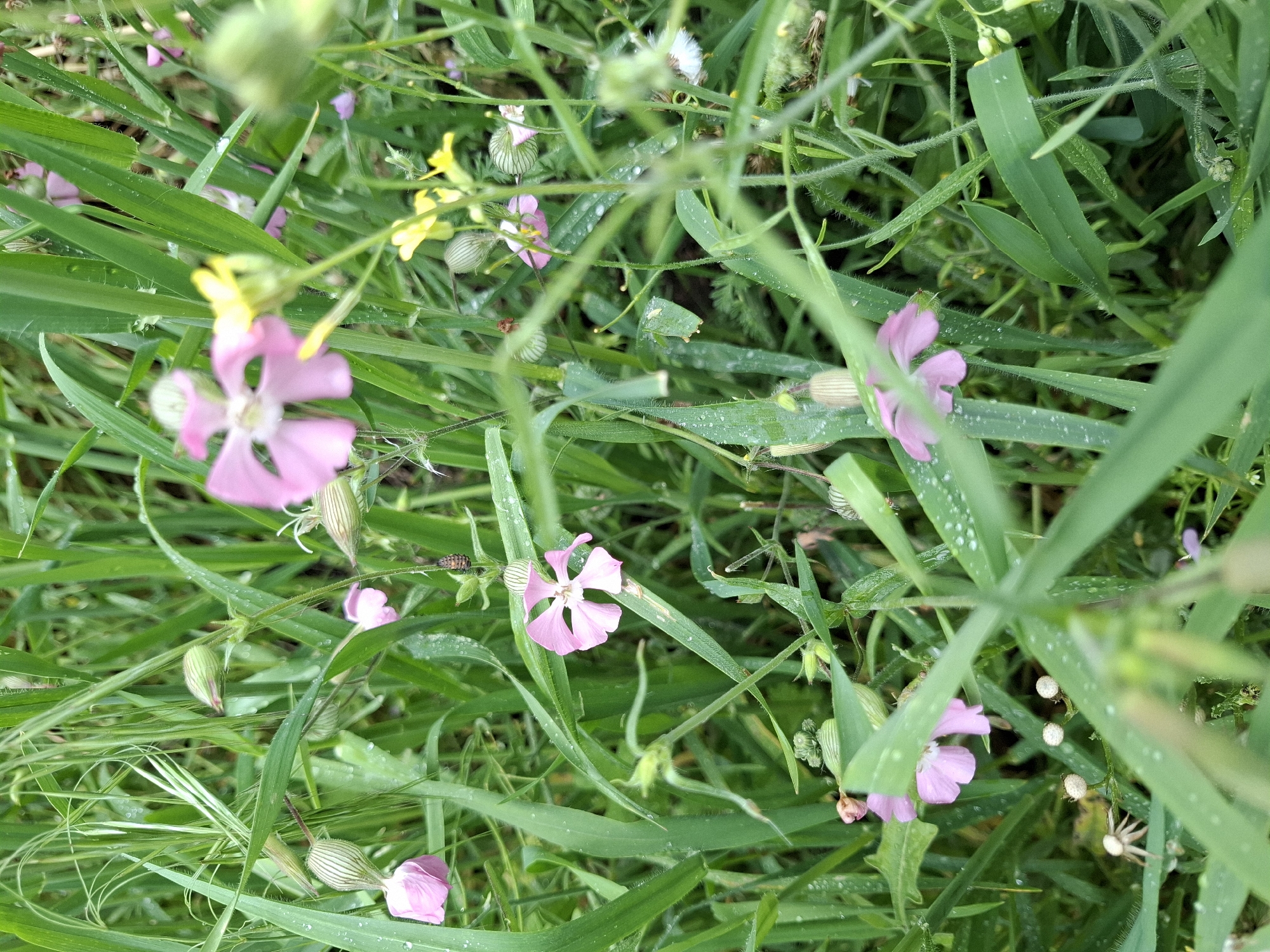 The image provides a close-up, high-angle view of a vibrant patch of green grass and wildflowers, heavily adorned with numerous small water droplets, indicating morning dew or recent rainfall. The scene is densely packed with various types of green foliage, including broad blades of grass and other leafy plants, some exhibiting fine hairs on their surfaces.
Several delicate, light pink wildflowers are scattered throughout the greenery. Each pink flower typically displays four deeply notched petals. Many of these plants are also seen with striped, bell-shaped buds that are yet to open. In the background, a few small, bright yellow flowers add a contrasting hue.
Upon closer inspection, a small, dark-colored insect larva, likely a ladybug larva, is visible on a stem. Additionally, a light-colored spider, possibly a crab spider, can be seen camouflaged amongst the leaves, near some dried seed capsules.
The setting appears to be a natural outdoor environment, such as a meadow or garden in Plovdiv, Bulgaria. The presence of dew and the fresh appearance of the plants suggest the photograph was taken in the early morning. There is no visible text in the image. The overall mood is serene and captures the intricate details of a natural ecosystem.