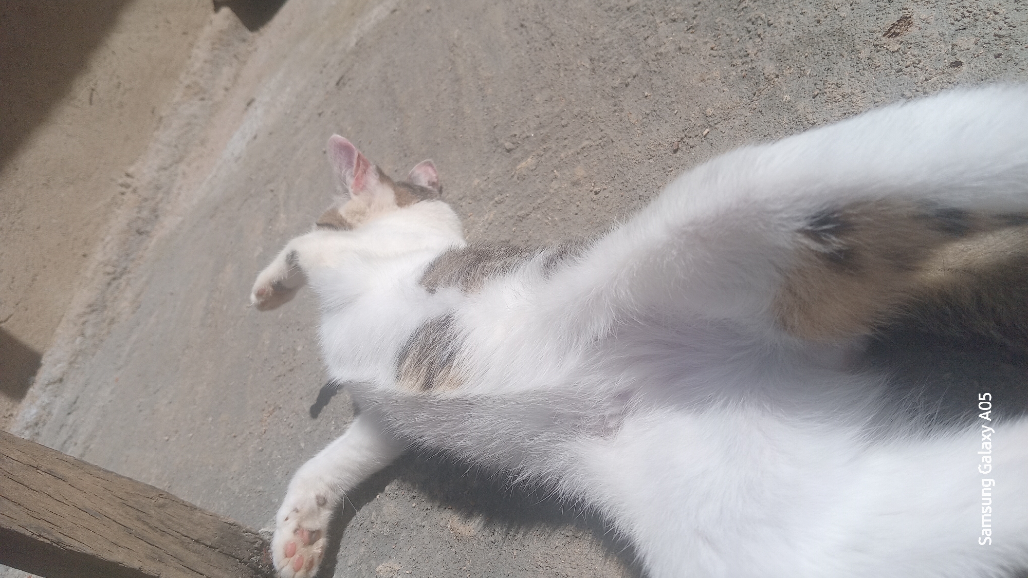 A calico cat is lying on its back on a concrete surface outdoors. The cat's paws are raised in the air, and its belly is exposed. Its fur is white with patches of brown and black. The background is a neutral, outdoor surface with some shadows. The "Samsung Galaxy A05" watermark is visible in the bottom left corner of the image, indicating it was taken with that device. The location is identified as Ribina East, Nigeria.