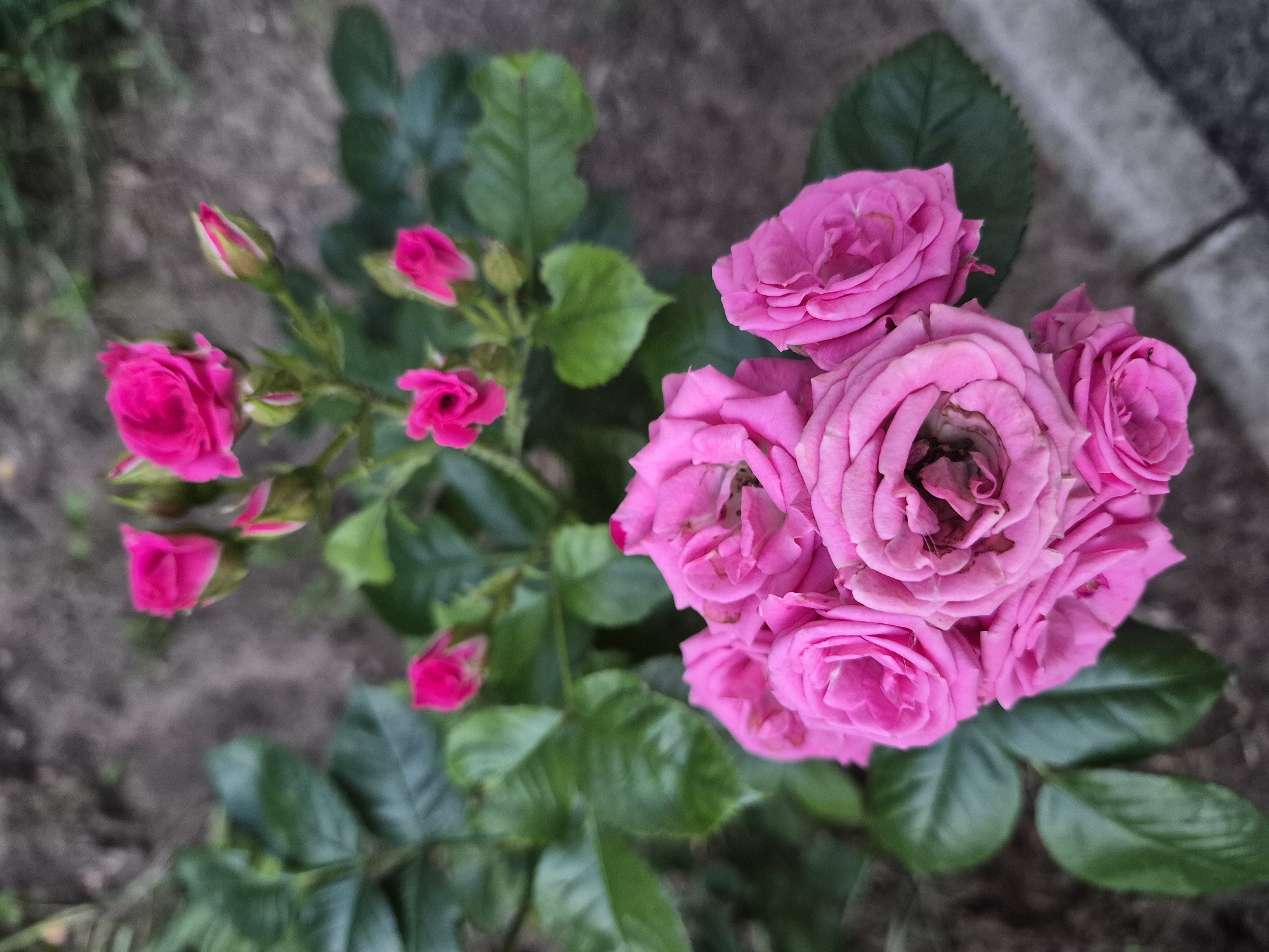 A cluster of bright pink roses are in the foreground, with a blurred background of green leaves and dark soil. The roses are in various stages of bloom, with some fully open and others still in bud. The lighting is soft and natural, suggesting an outdoor setting.